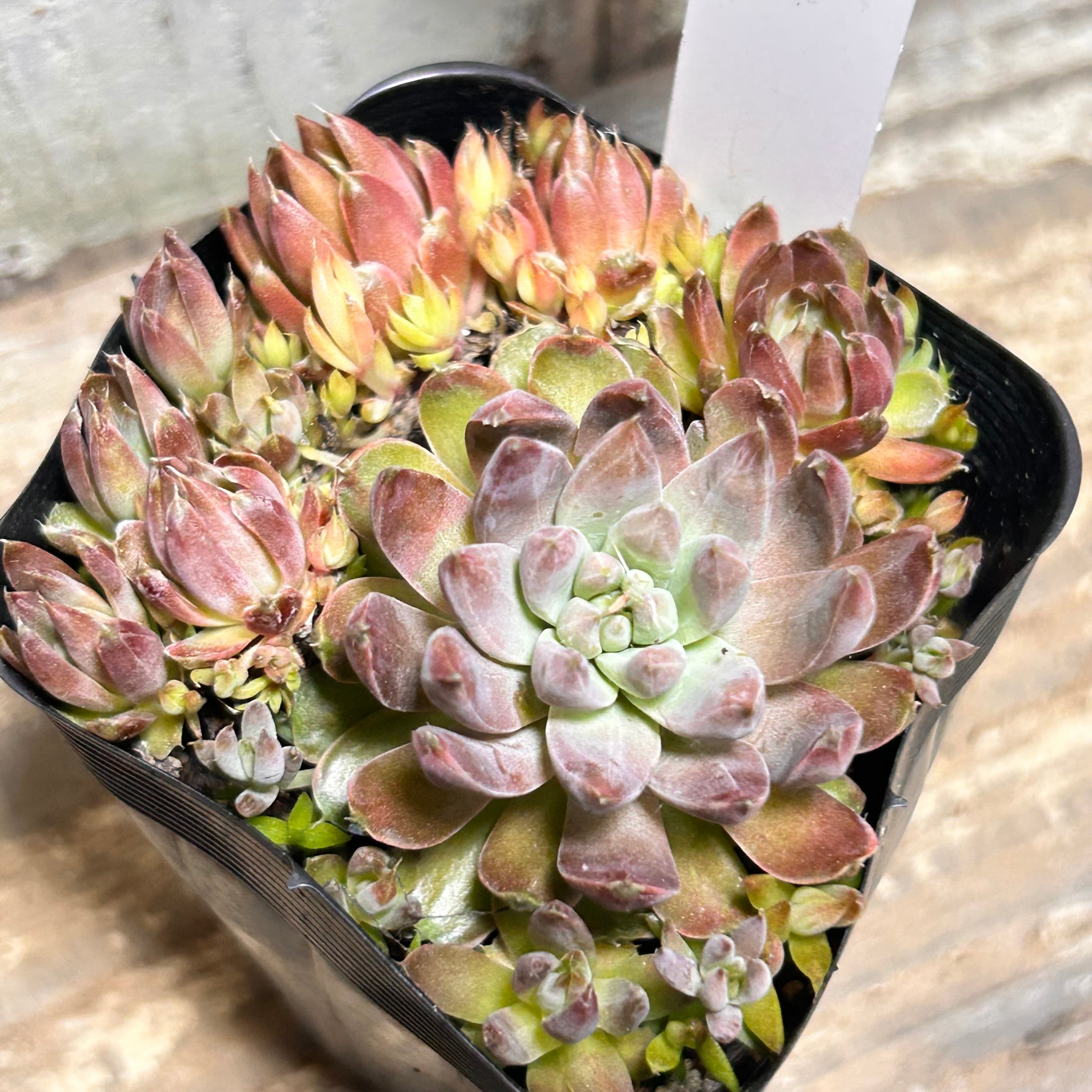ブロンズメタル錦 アエオニウム | RuPo 多肉植物専門店