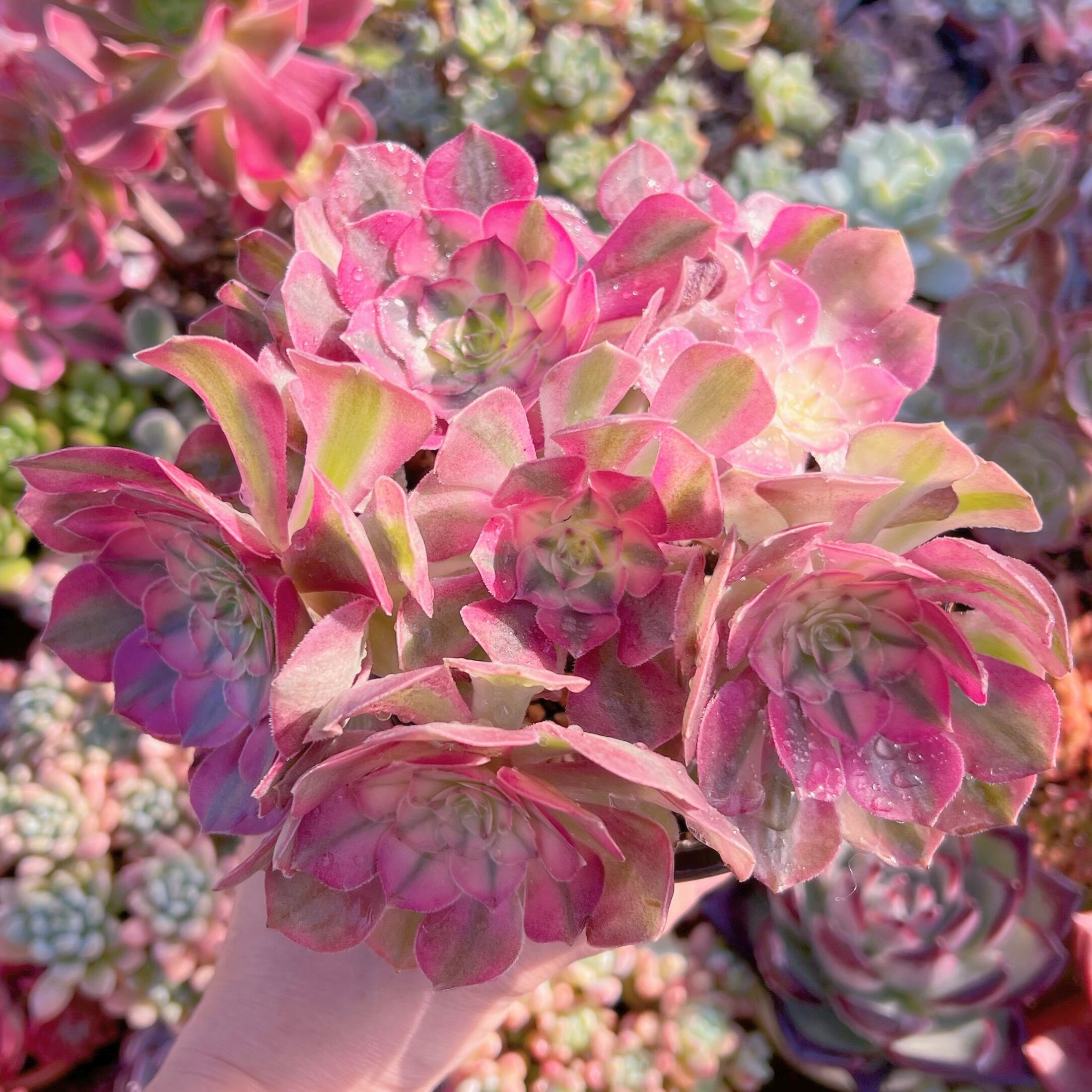 現品　ハロウィン白錦#656    特大群生　新入荷