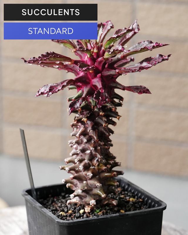 抜き苗 モナデニウム タンザニアレッド Monadenium 'Tanzania Red'
