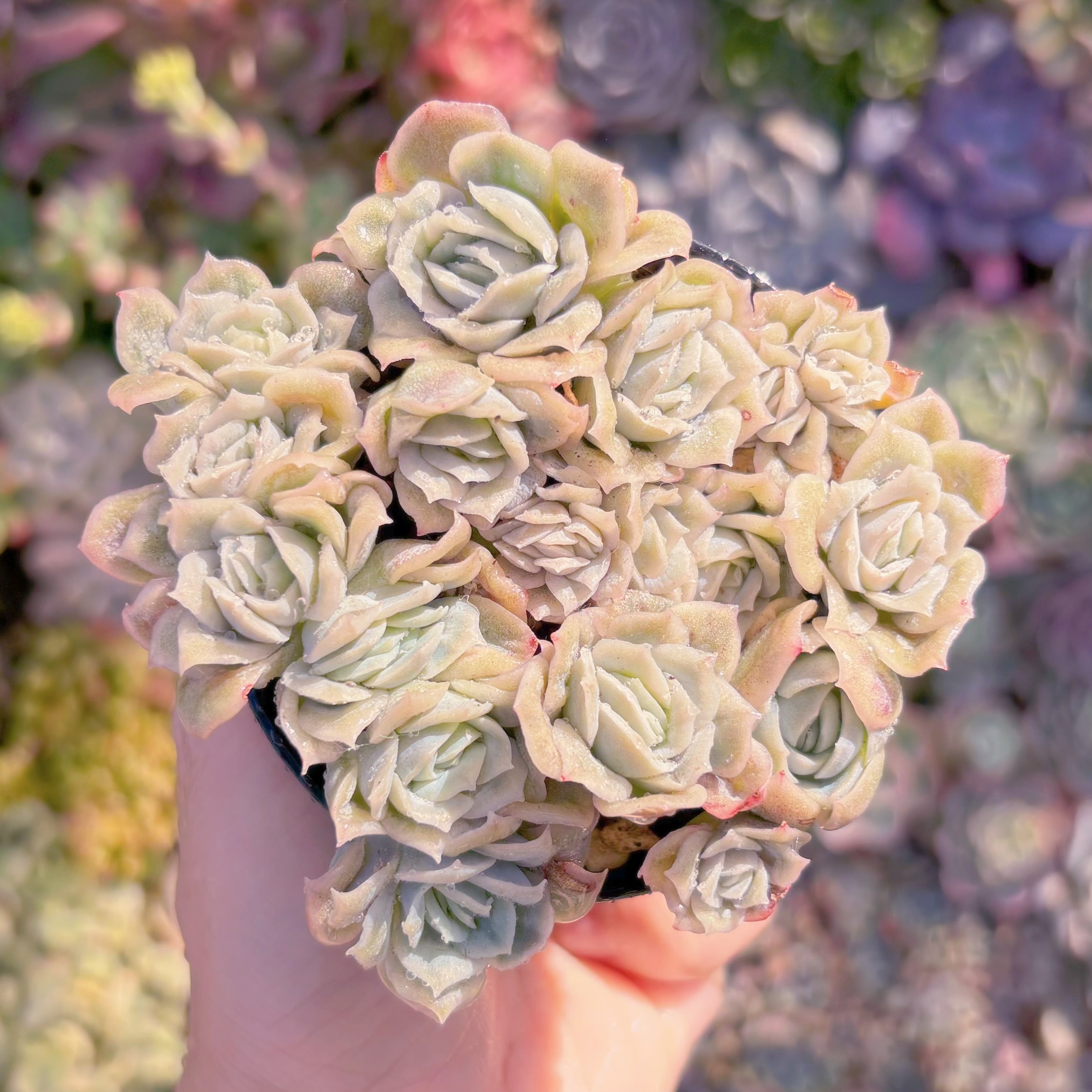 現品　bubble skirt#F095　群生　るる農園