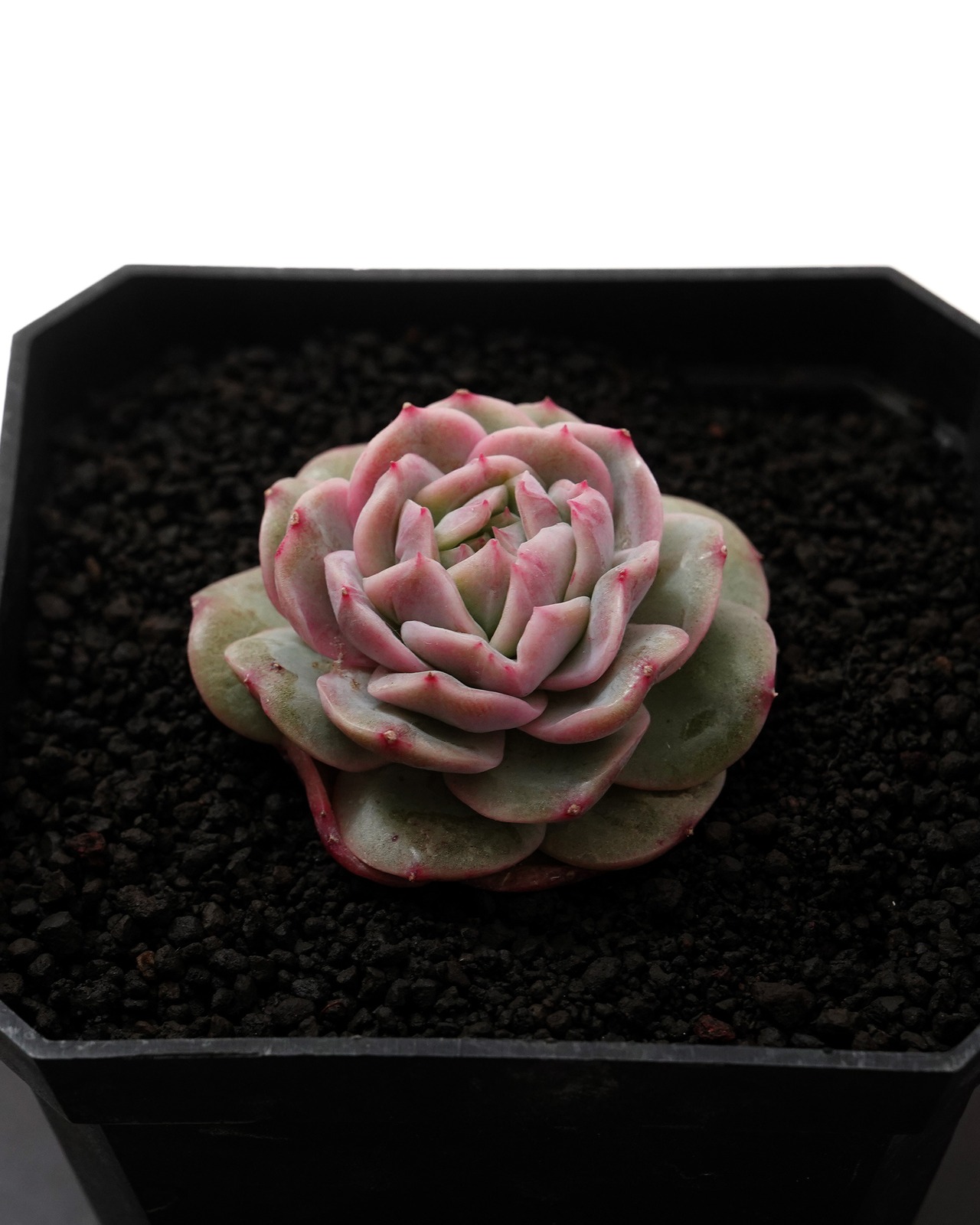 発根済カット苗 ビューティムーン Echeveria 'Beauty Moon'