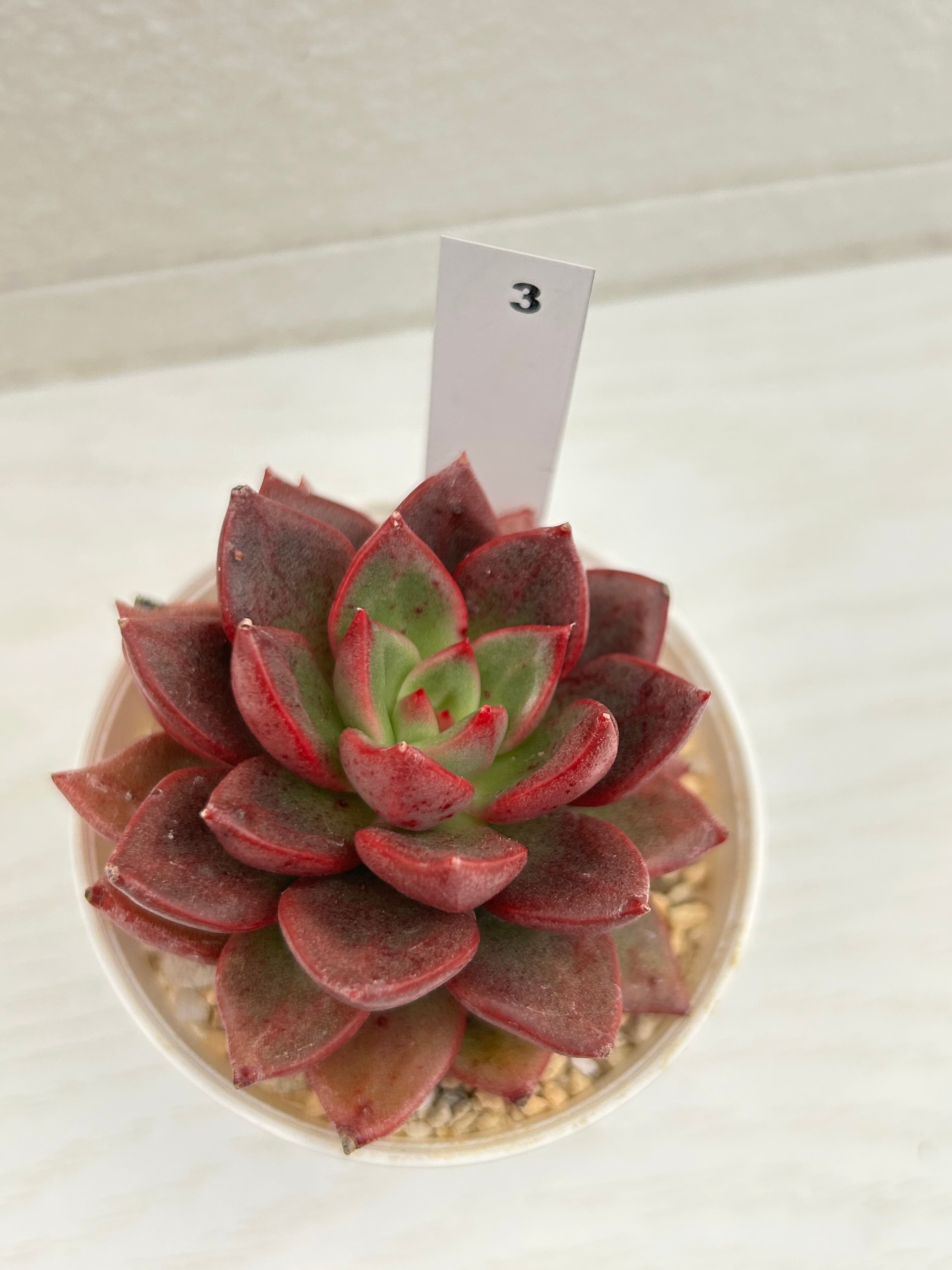 輸入苗 ☆シャーロットガーデン No.3