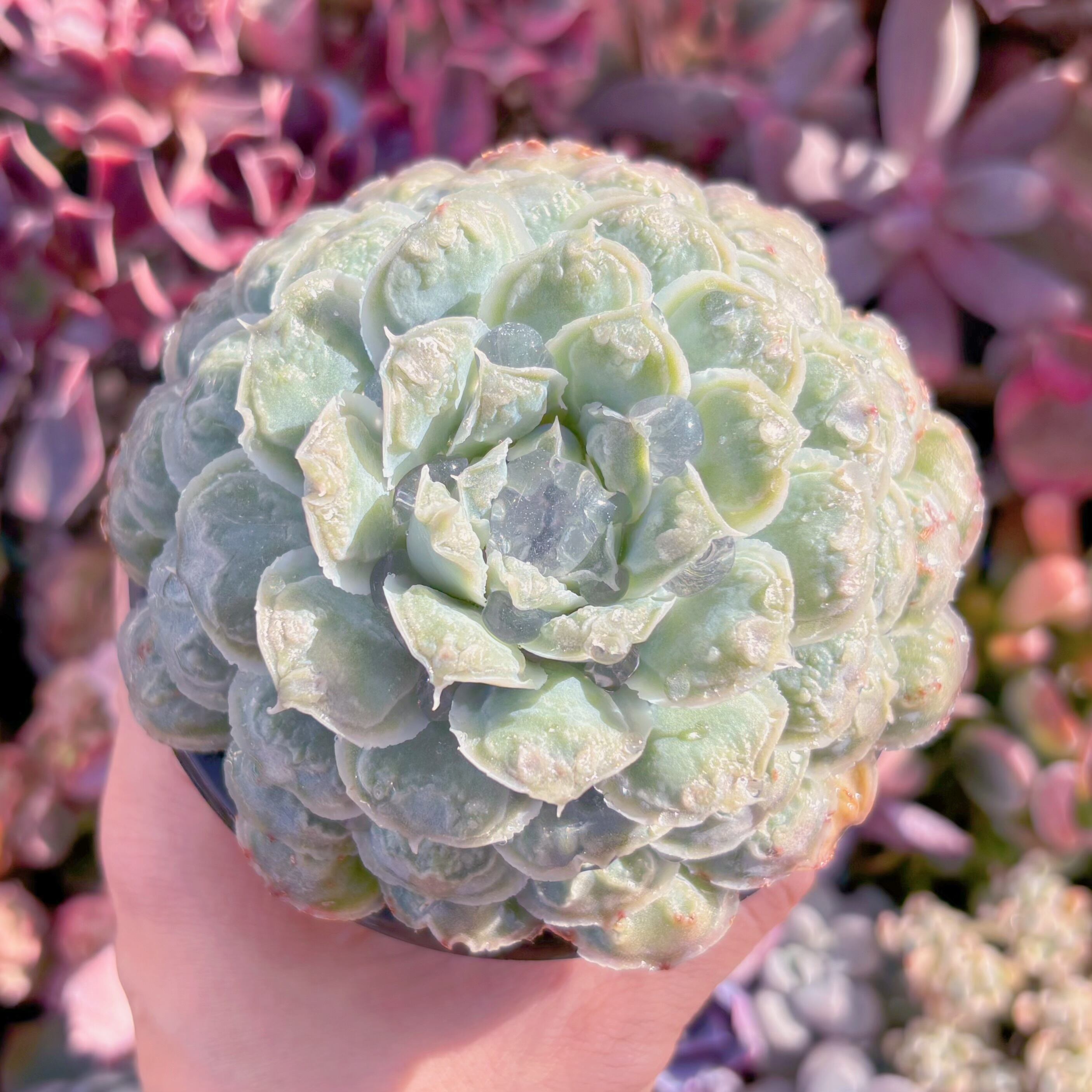 現品　ハートチョイス#1164   大苗　るる農園