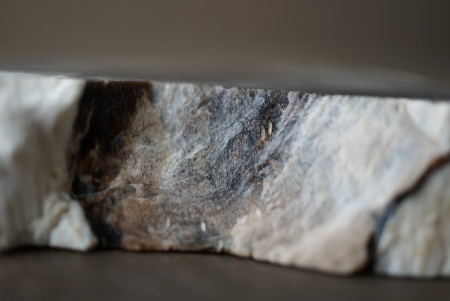 ハンガリー産珪化木 Betula sp. 1229