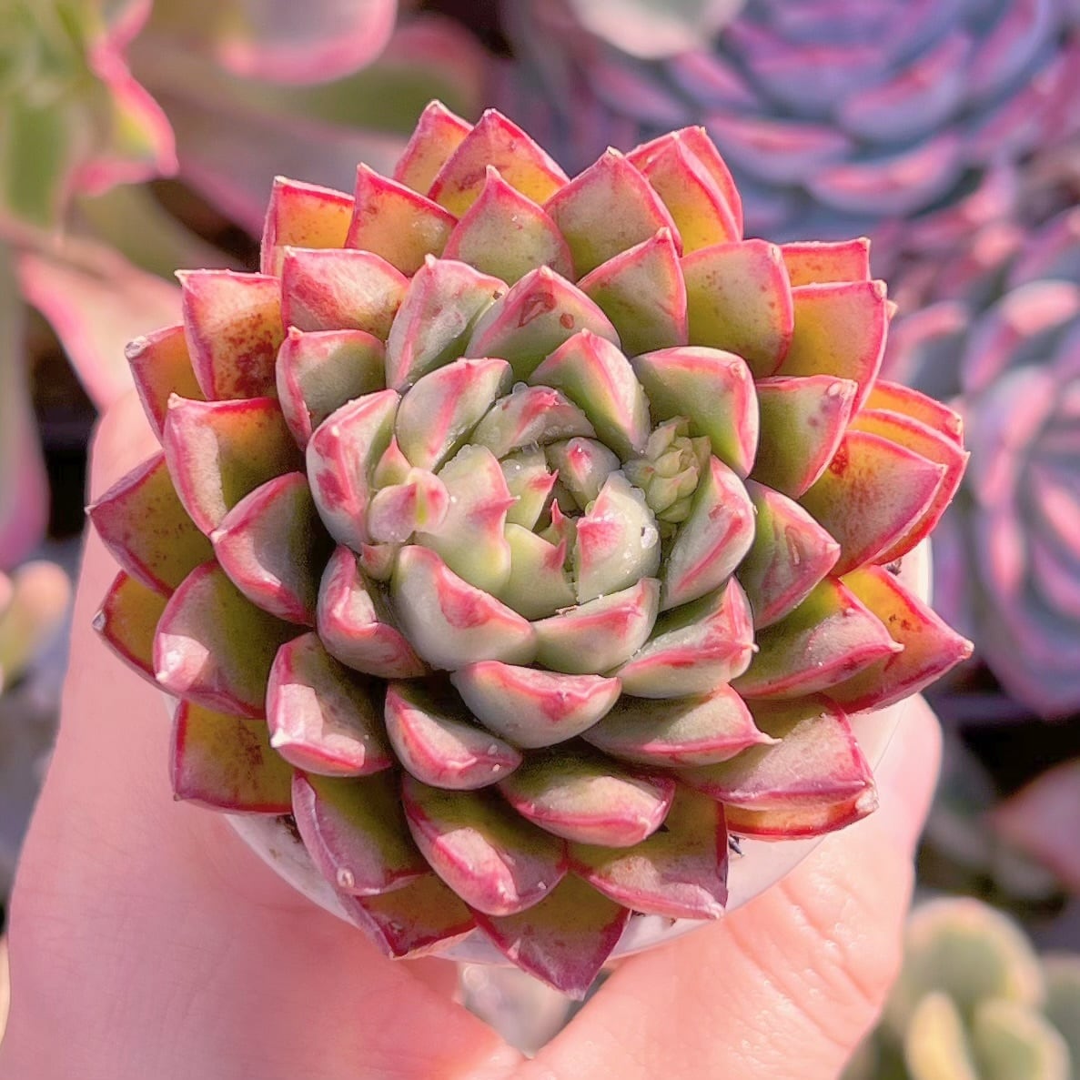 多肉植物　ラズアガ　新入荷　るる農園