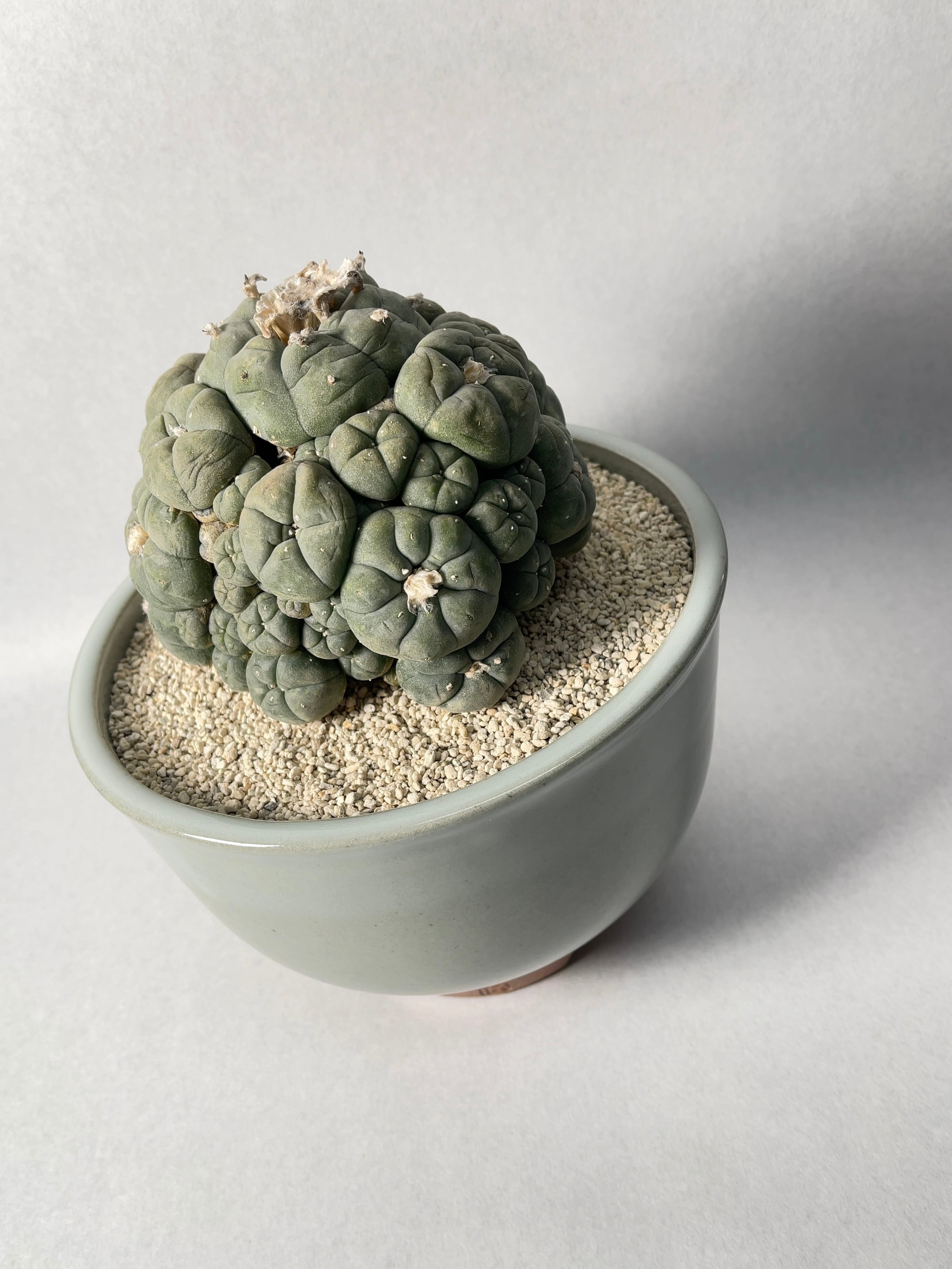 ロホホラ・子吹き烏羽玉 | trigger