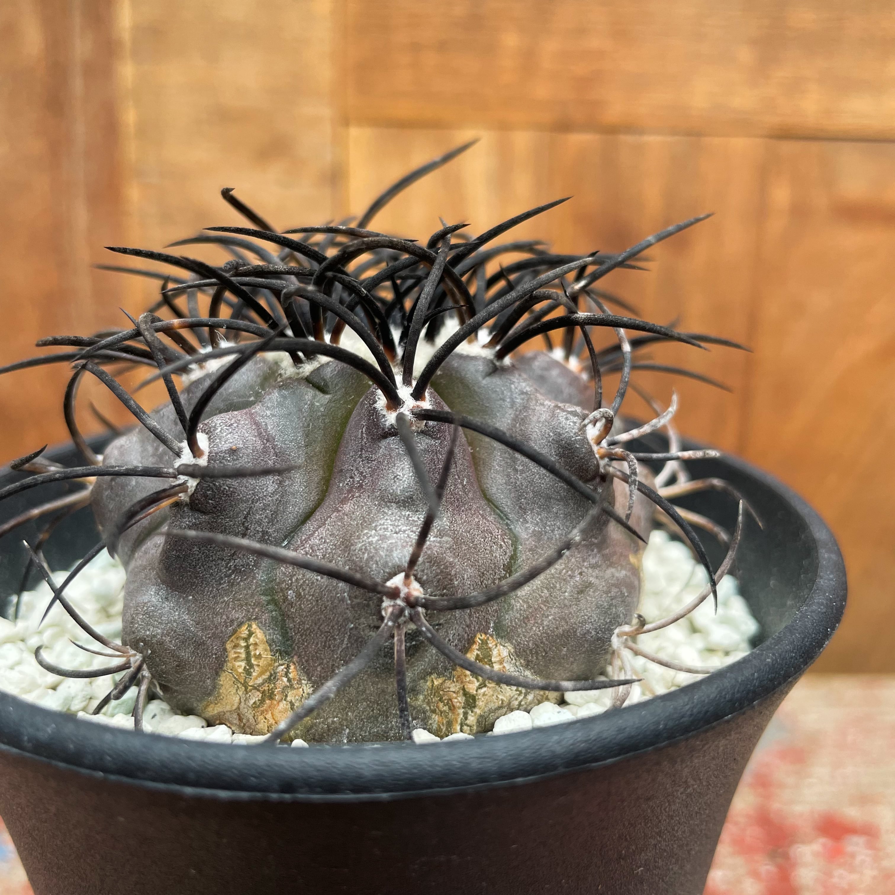Copiapoa griseoviolacea【コピアポア・栗星玉・実生】 | RIMO'S GREEN