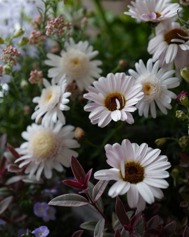 【花苗セット】マーガレット、デルフィニウムの淡い色のミニ苗セット