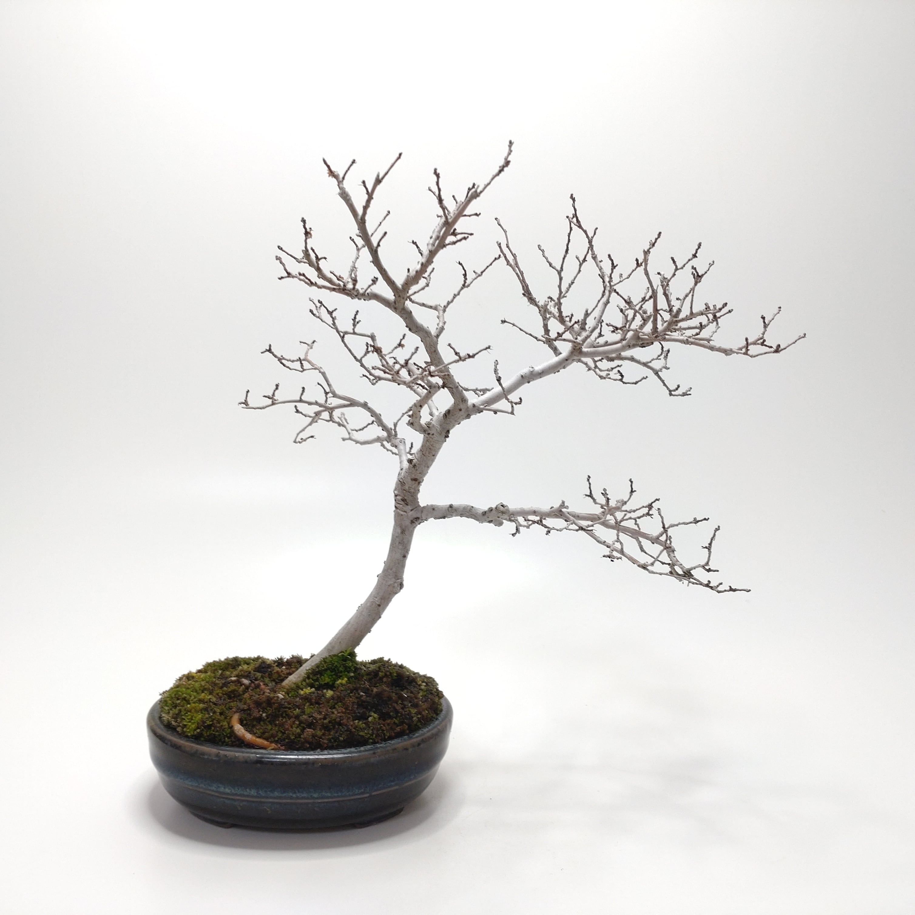 馬酔木（アセビ）盆栽 SS001 | 盆栽創【Bonsaisou】