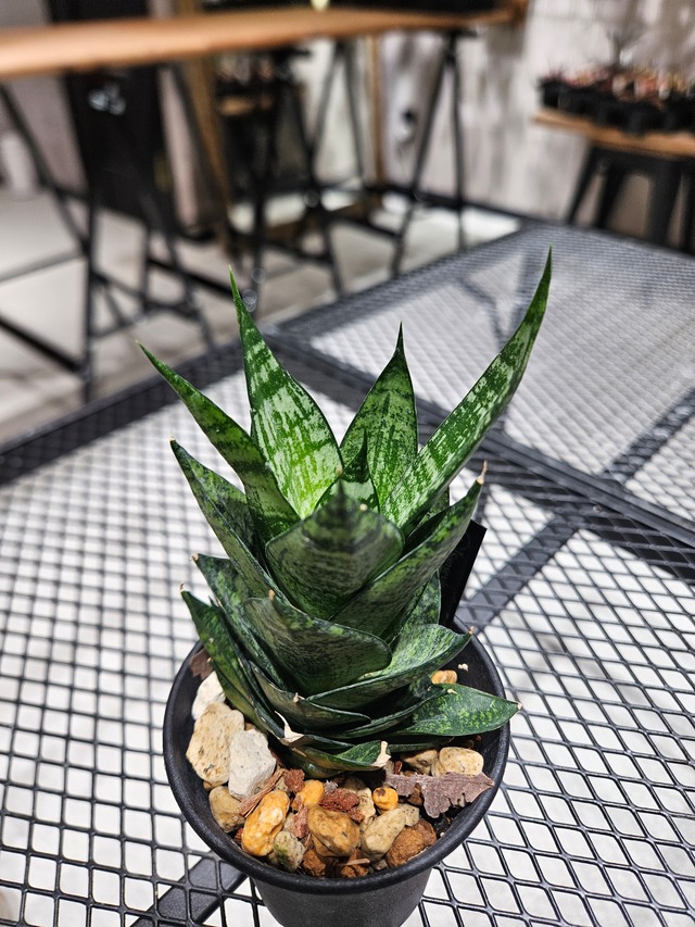 Sansevieria Ehrendel【artPLANTs/PLANTS GARAGE】サンスベリア/サンセベリア