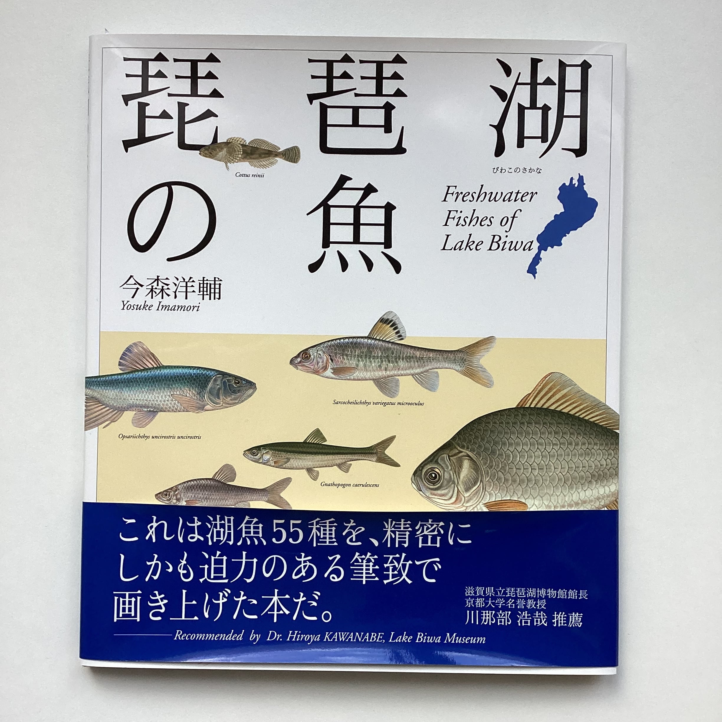 琵琶湖の魚／今森洋輔 | こもれび書店