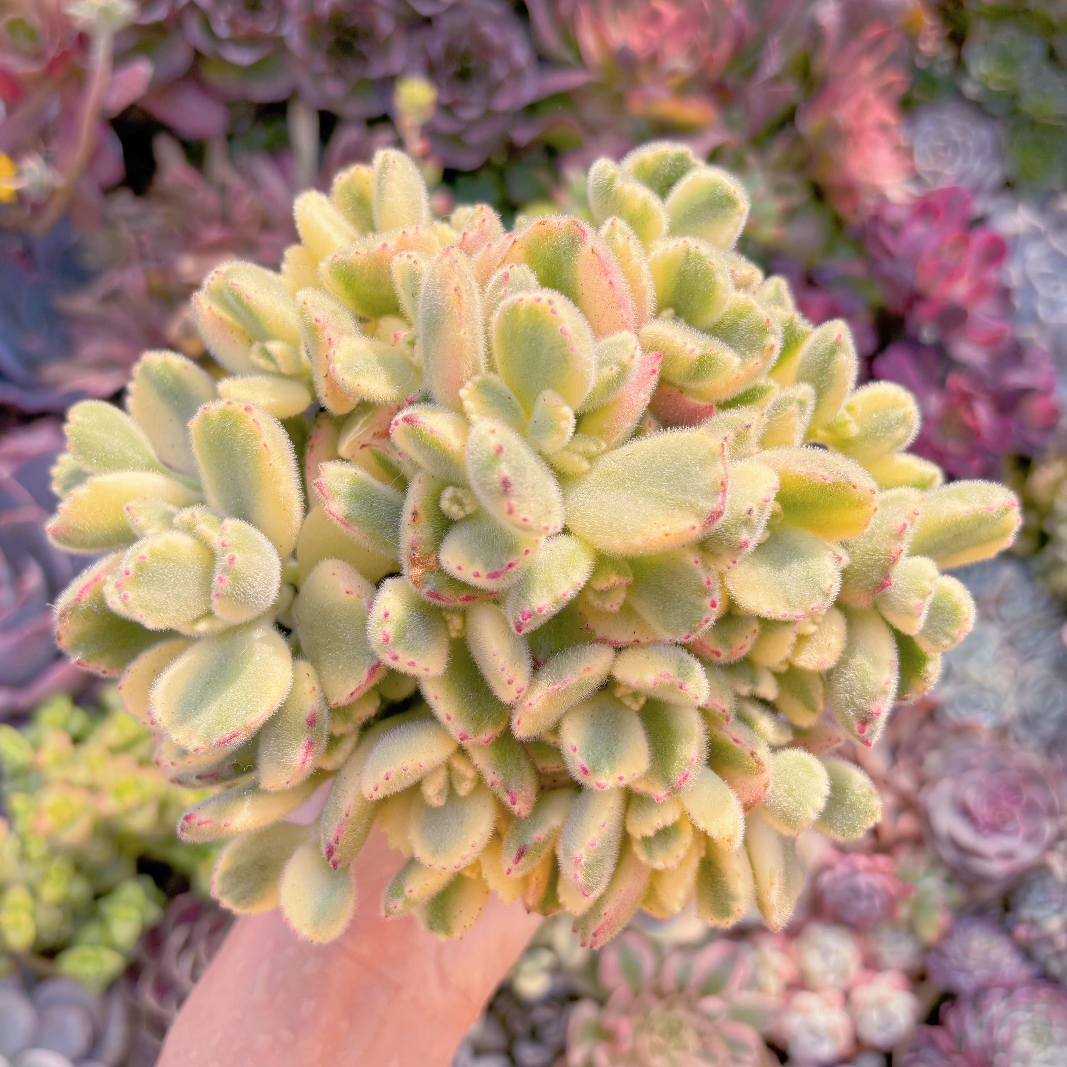 現品　白熊#768　大群生　新入荷　るる農園