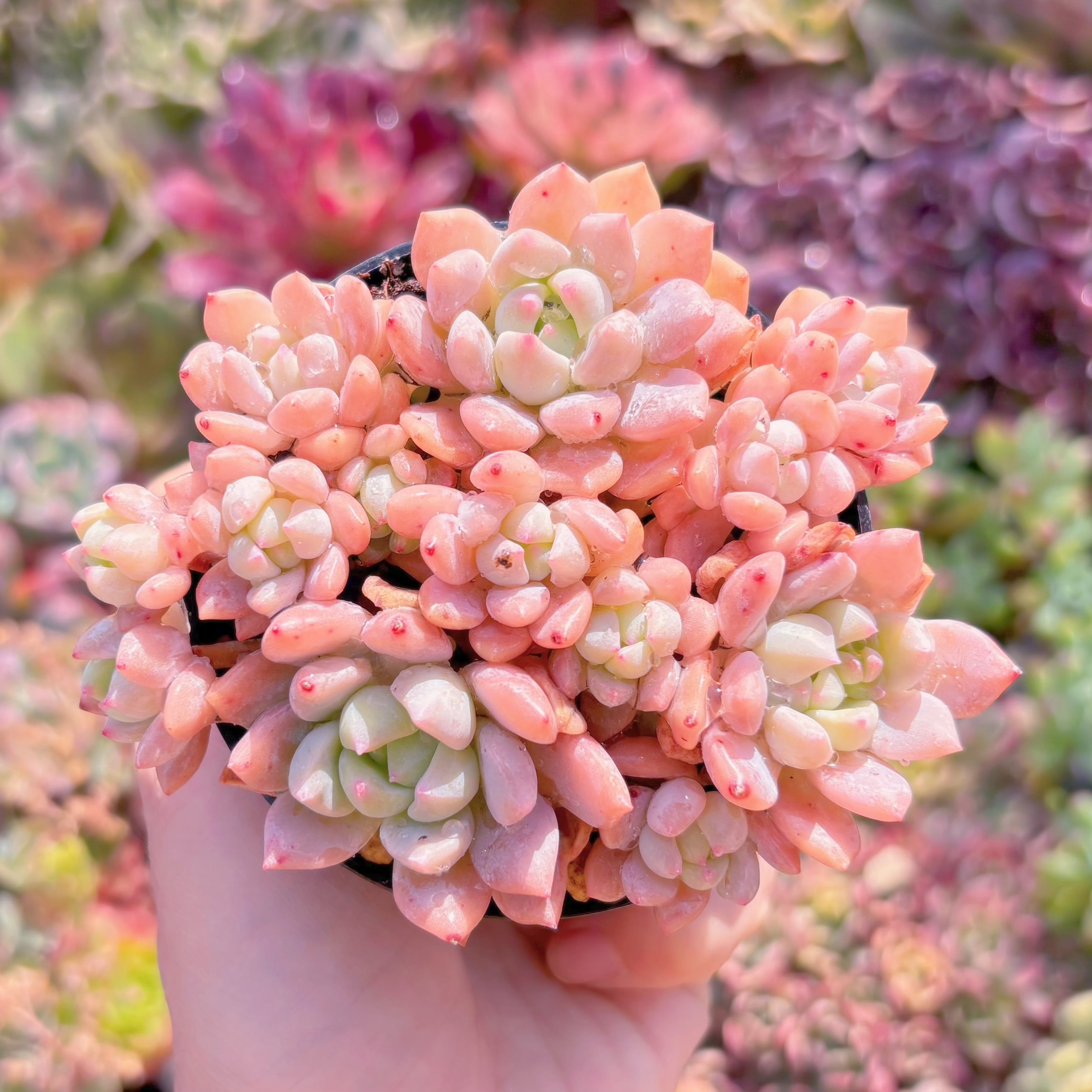 現品　プロリフェラxラウル#B50　群生　るる農園