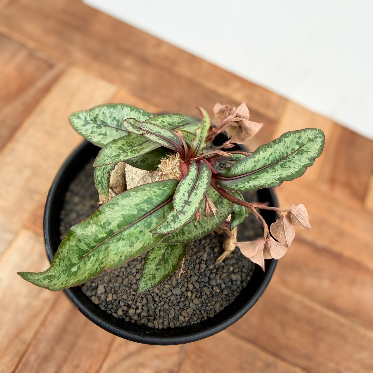 Euphorbia cremersii【ユーフォルビア・クレメルシー】