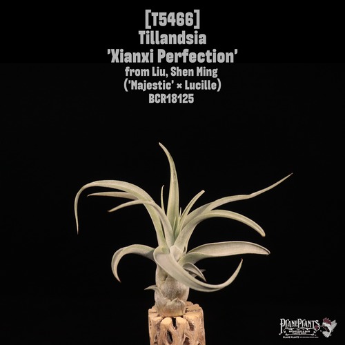 【送料無料】'Xianxi Perfection'〔エアプランツ〕現品発送T5466