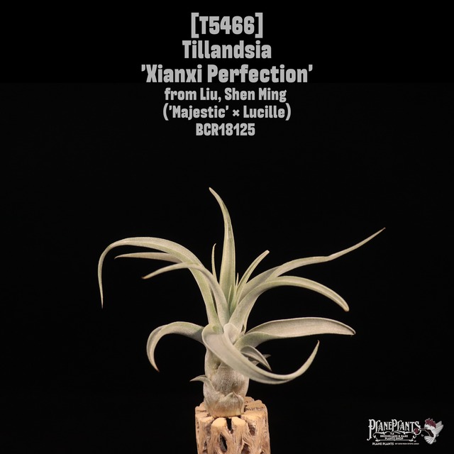 【送料無料】Dyckia macedoi  × braunii〔ディッキア〕現品発送D530