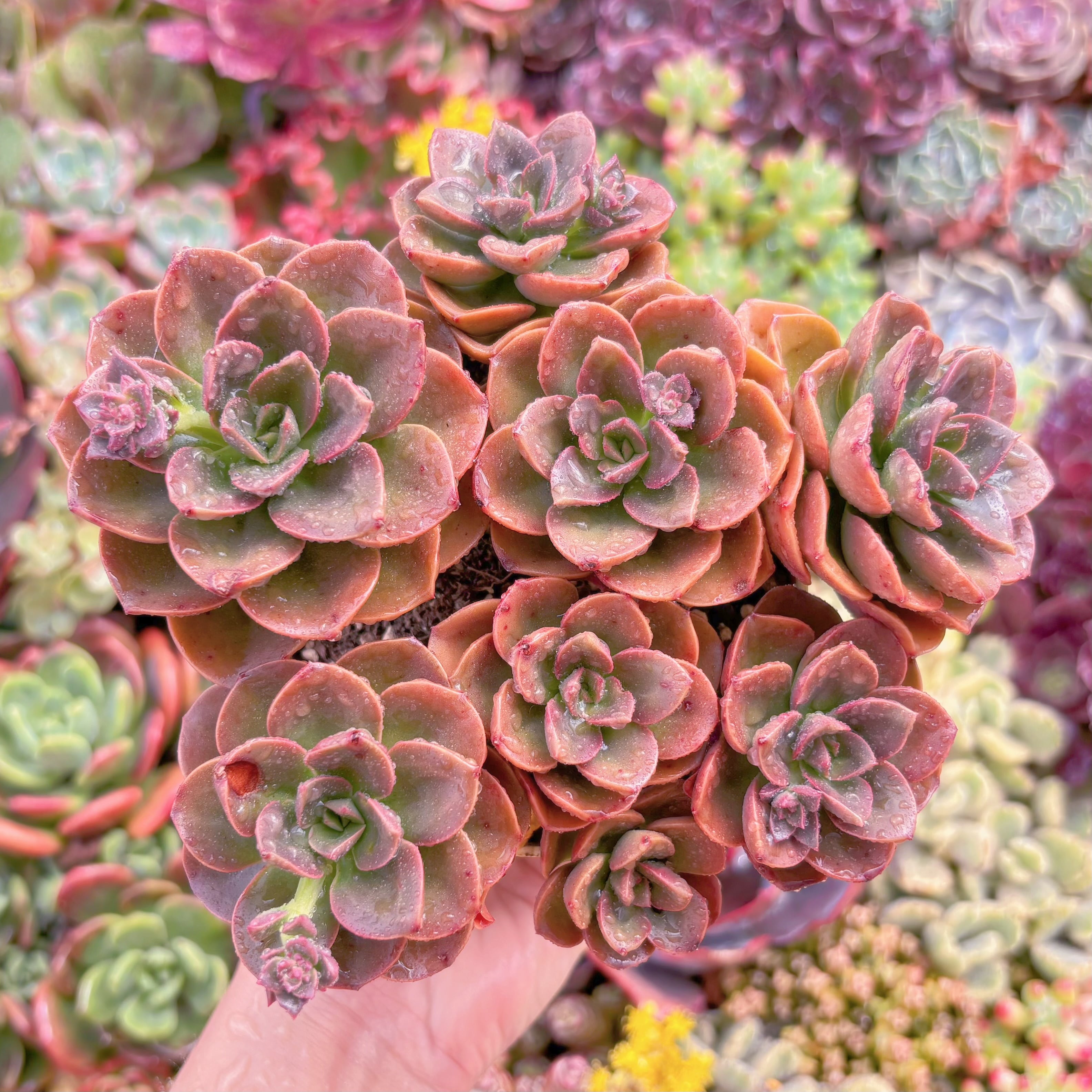 現品　チョコレート#K023　大群生　新入荷　るる農園