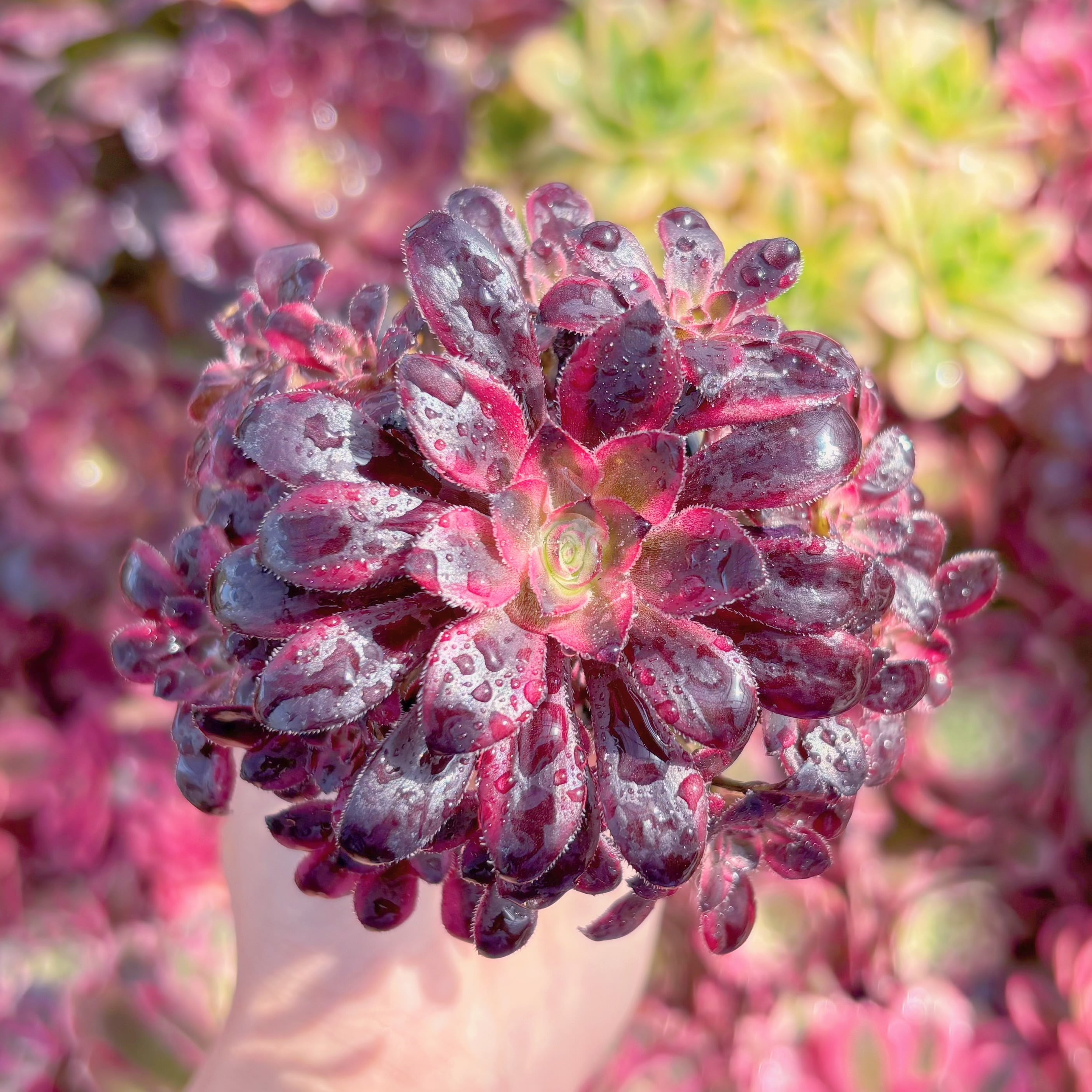多肉植物　リーナ　群生　新入荷　るる農園