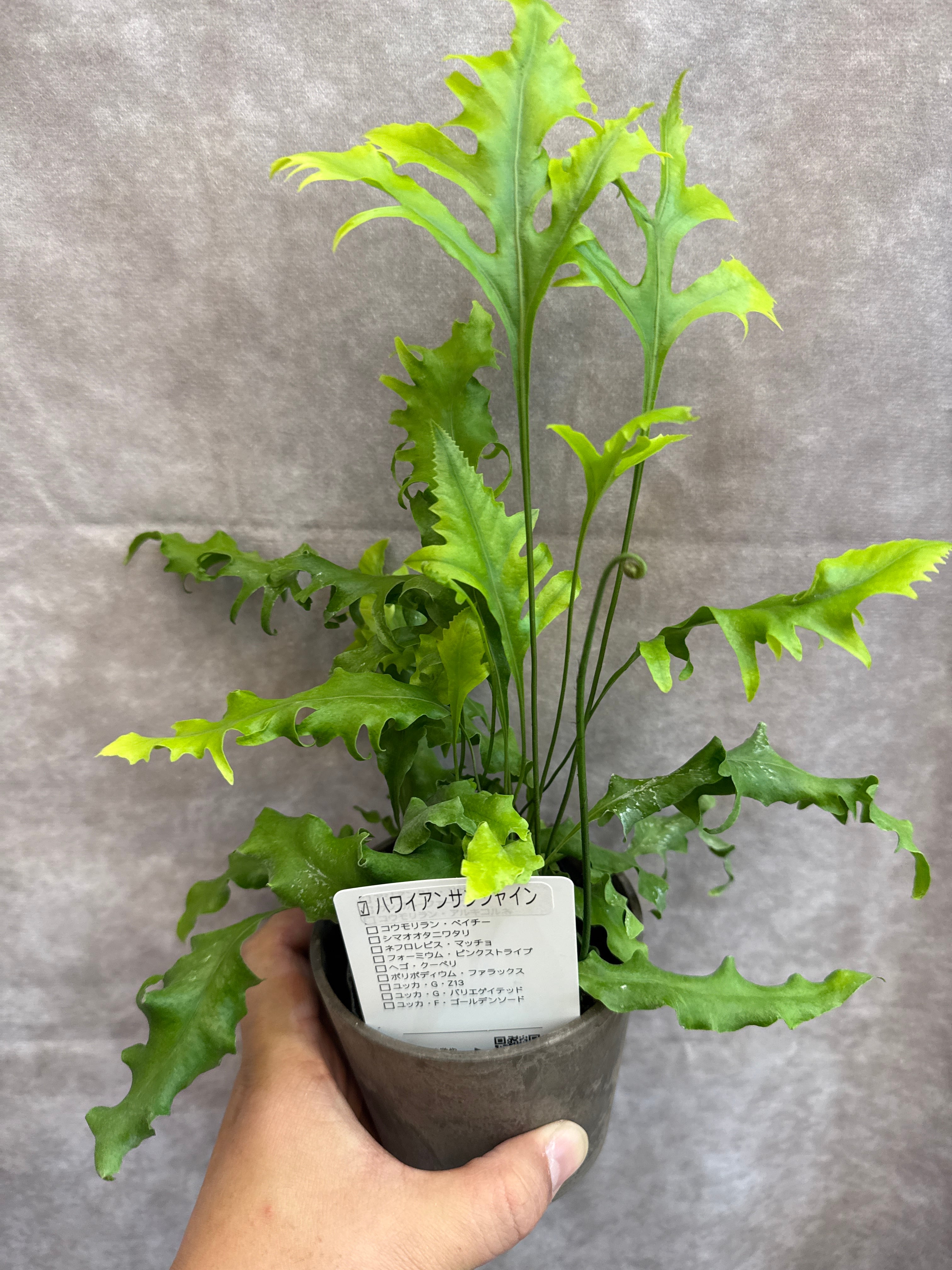 Aglaonema purple my tiara / パープルマイティアラ | Gardenえん