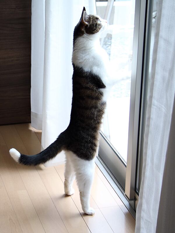 猫 ポストカード The Cat who.... 長崎は今日も雨だった 20181210 10x14.8センチ(cm)官製はがきサイズ 猫写真 はがき ねこ葉書 ネコハガキ Postcard ジェリー