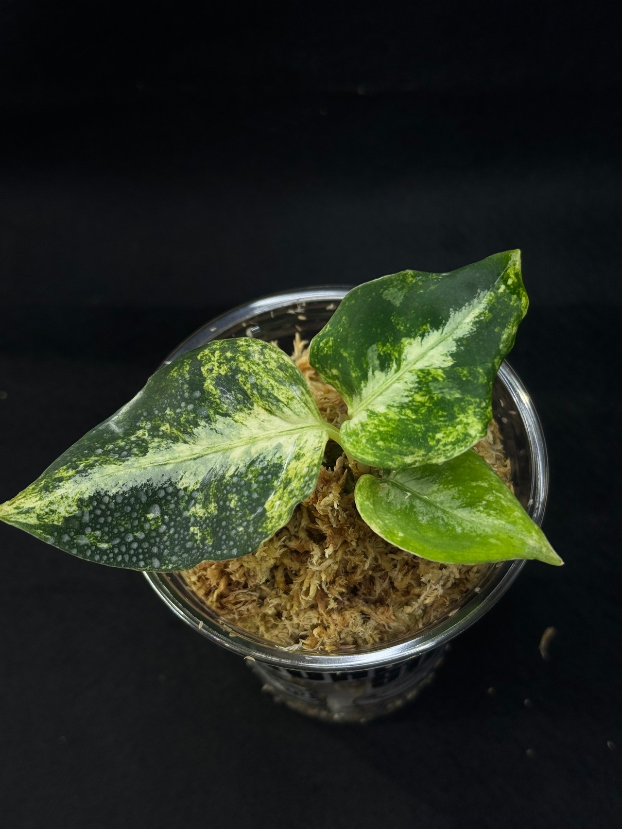 aglaonema pictum variegata from South Sumatra