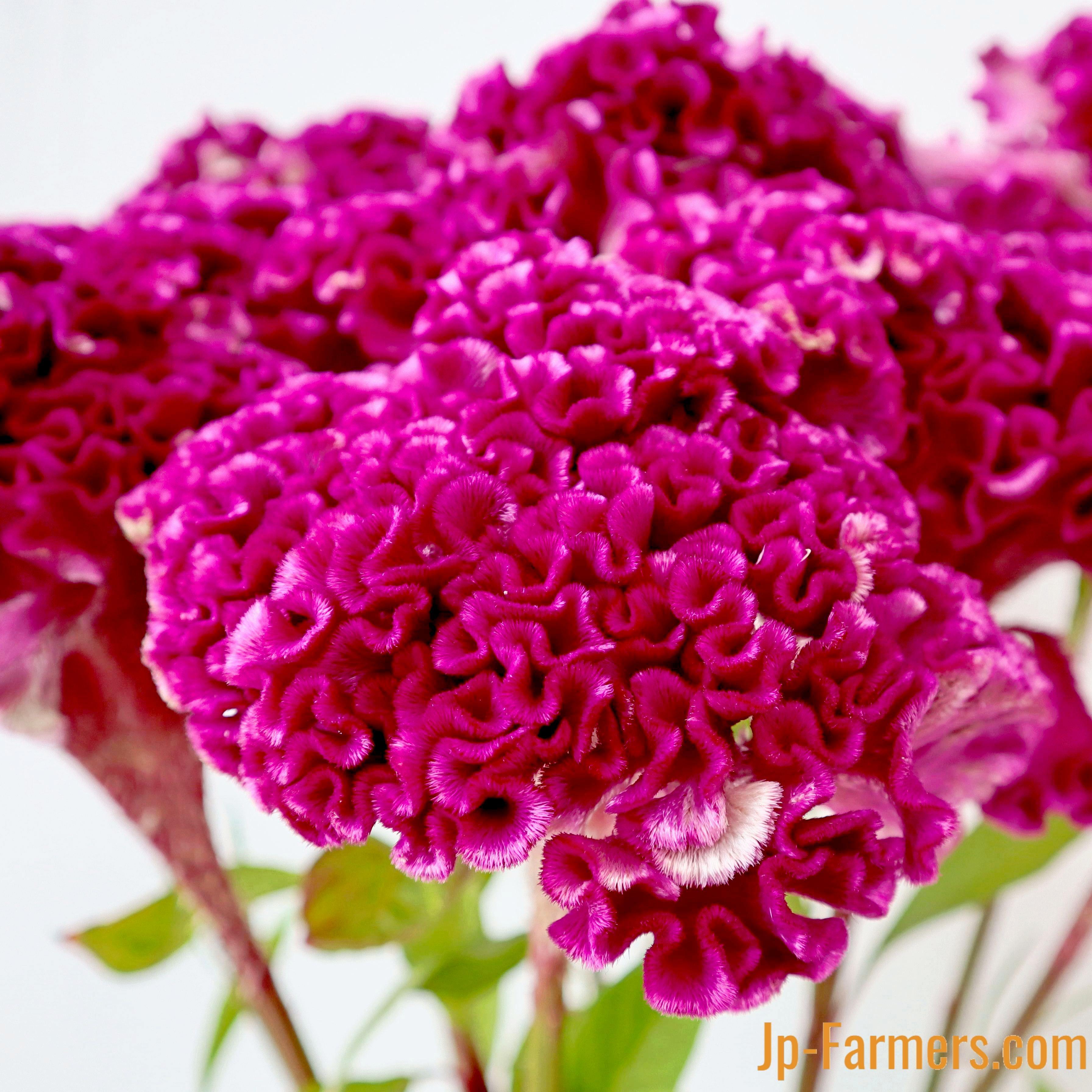 ケイトウ | 新鮮お花問屋 Jp-Farmers.com