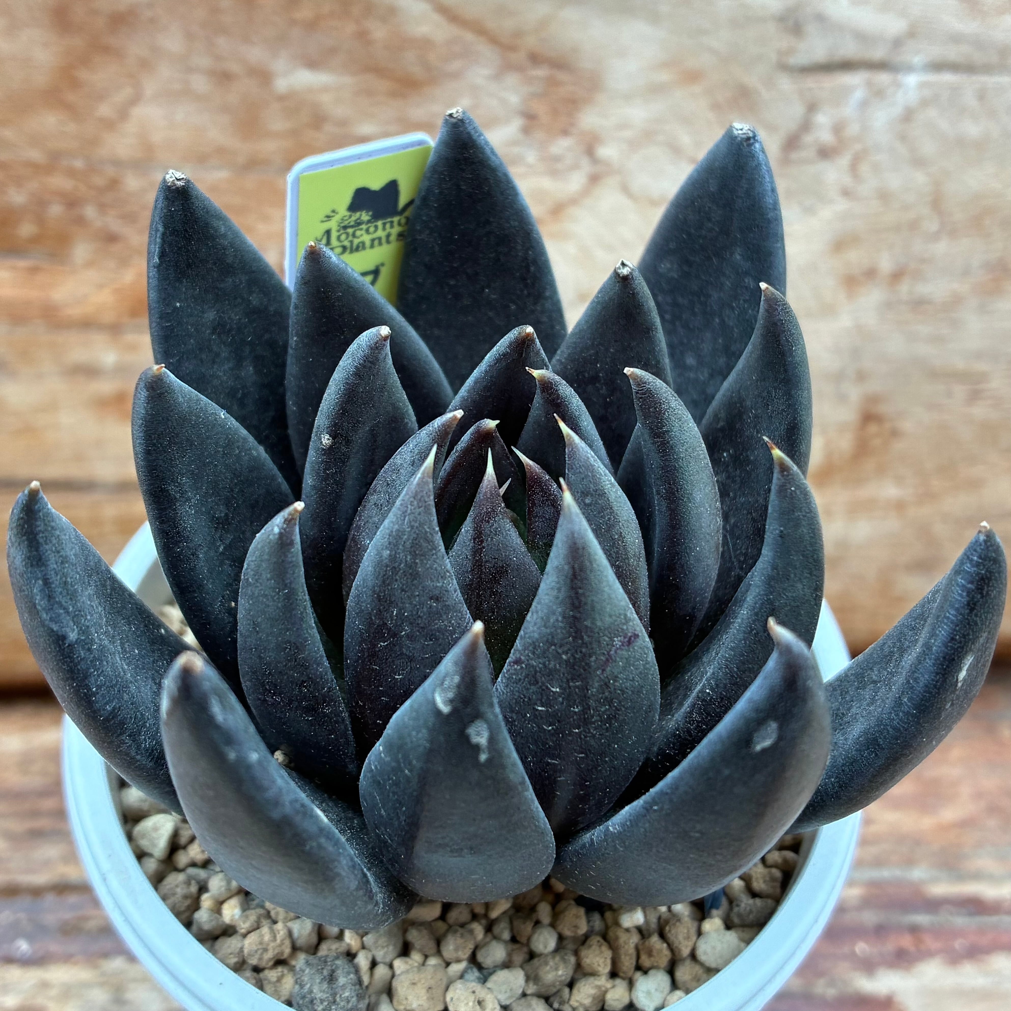 ハオルチア 竜爪 オブツーサ錦 | mocono_plants