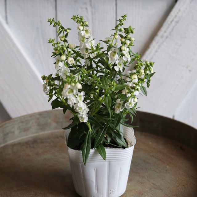 夏の花壇におすすめ！アンゲロニア　セレニータ　ホワイト