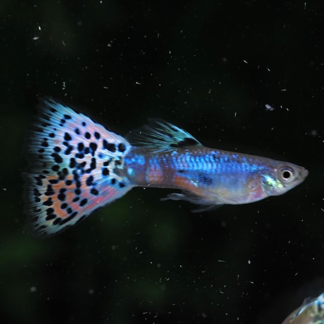 【セール】ラズリーレッドグラス　若魚2ペア