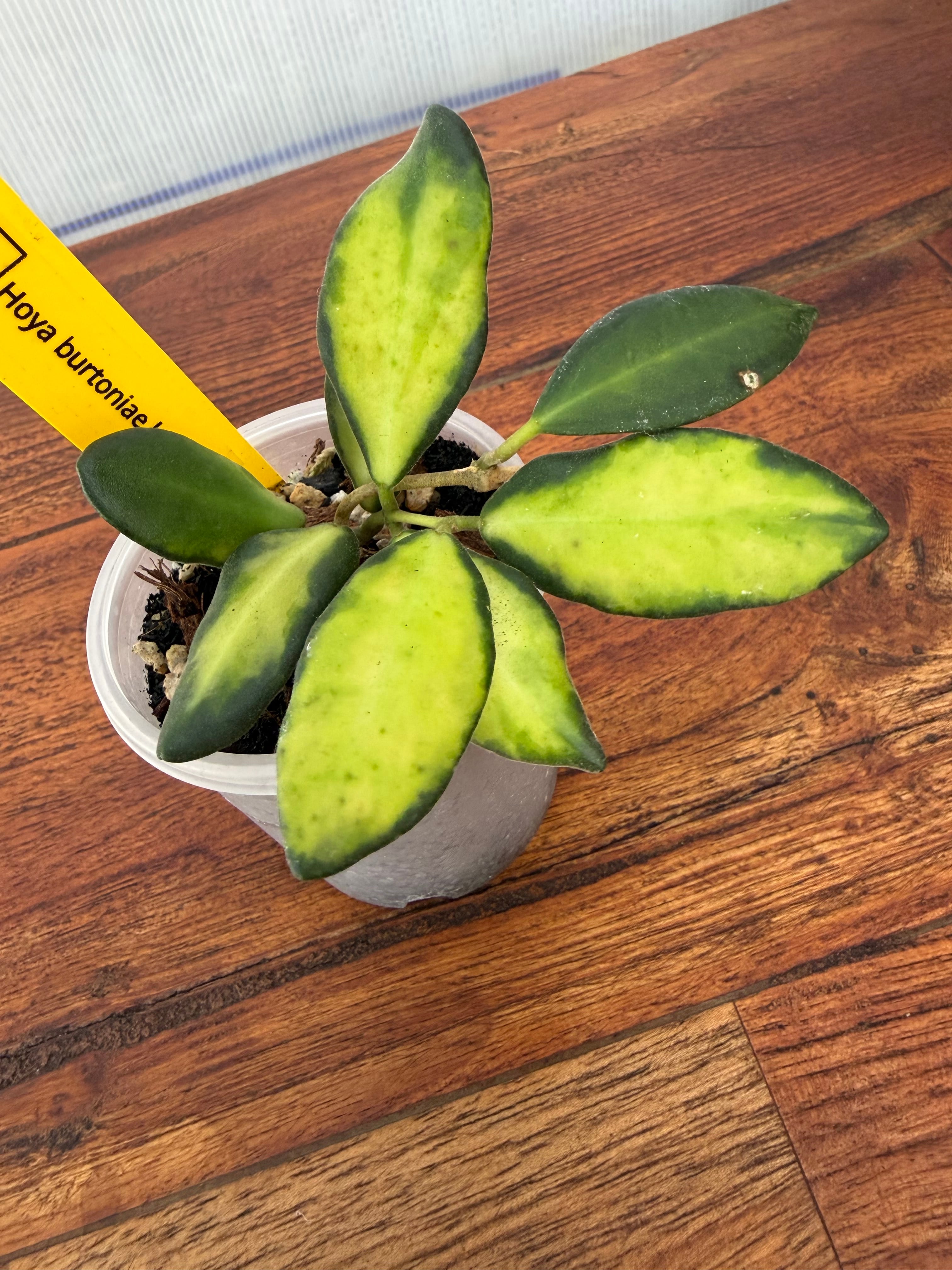 Hoya | BALI-AN 園芸
