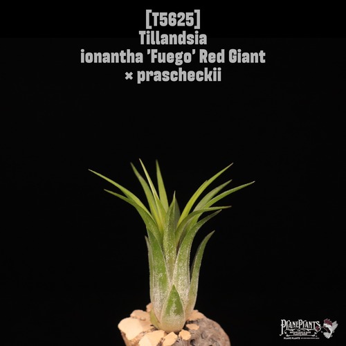 【送料無料】ionantha 'Fuego' Red Giant × prascheckii〔エアプランツ〕現品発送T5625