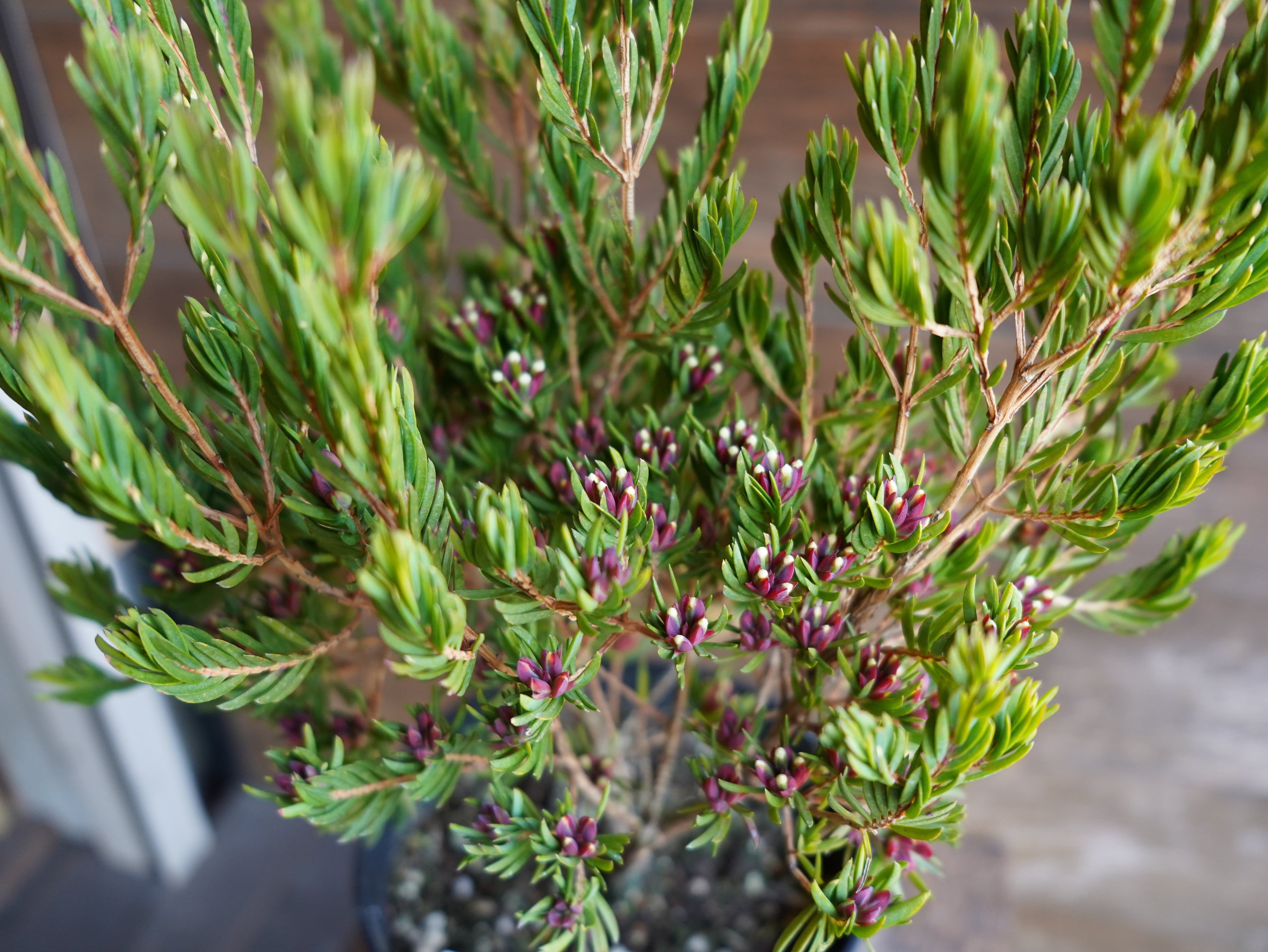 【現物】ダーウィニア　”プロセラ”　A