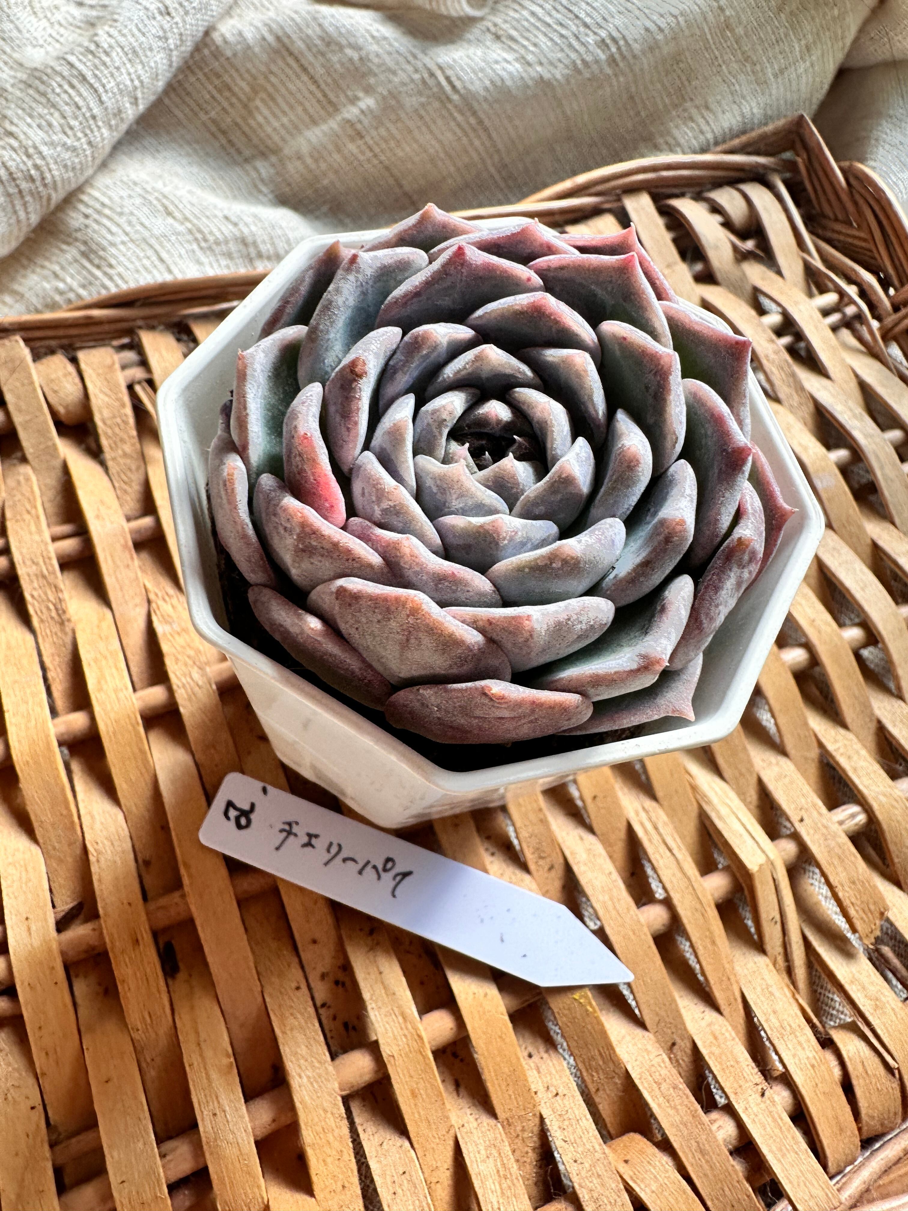 確認用ペロタ 花歌農場 パクさん苗 パクさん苗*ペロタ | apollo succulent
