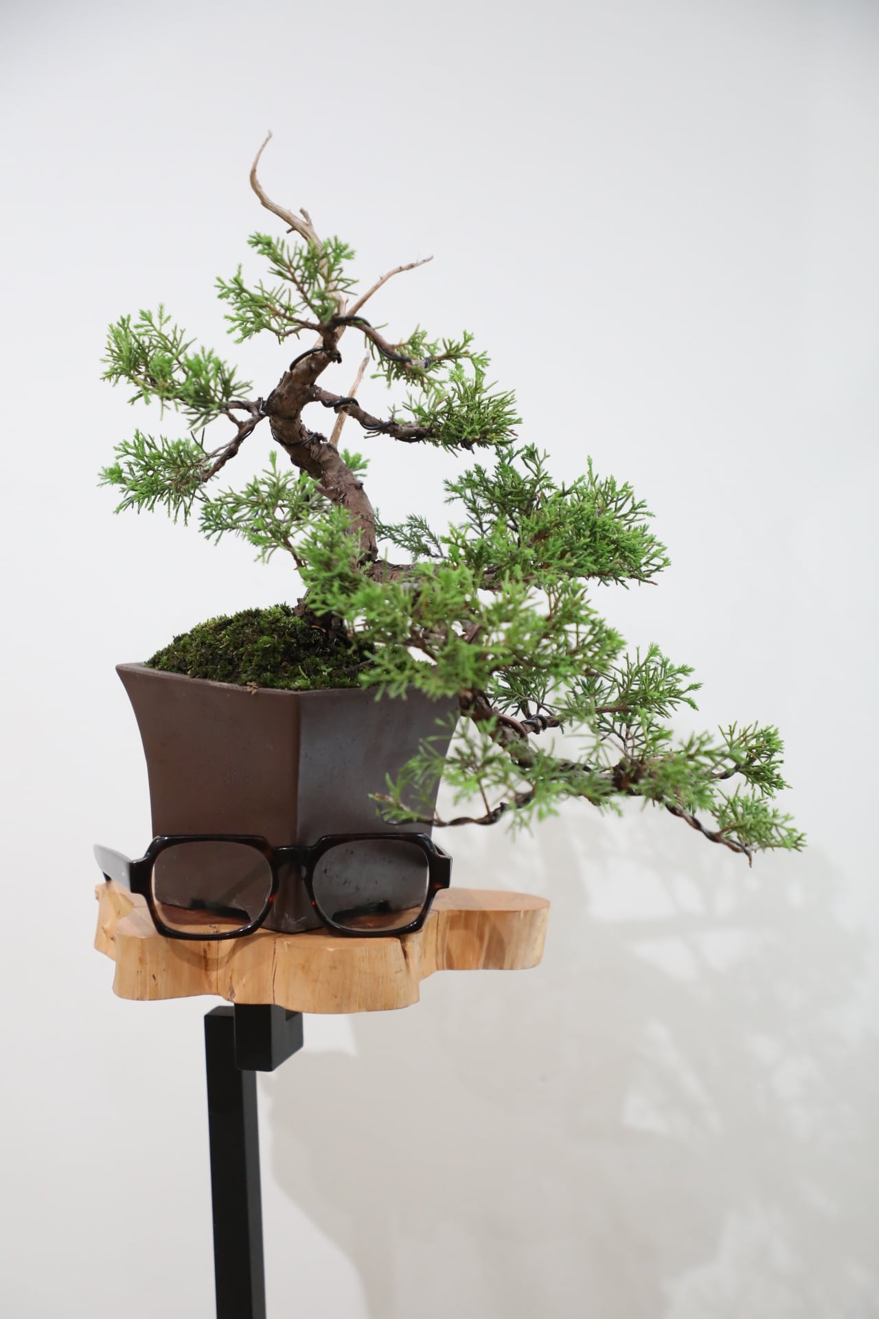 M】糸魚川真柏 盆栽 ※推定樹齢25年/Juniper Shimpaku | 【厳選植物・器