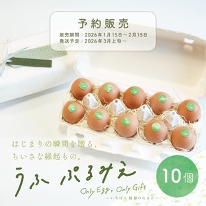 【期間・数量 限定販売】うふ ぷるみえ　10個