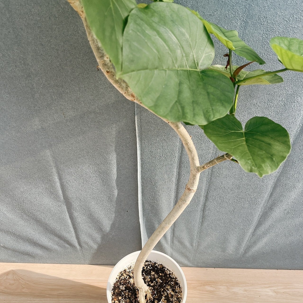 現品］19番 フィカス ウンベラータ 曲がり 7号 観葉植物 室内 ゴムの木