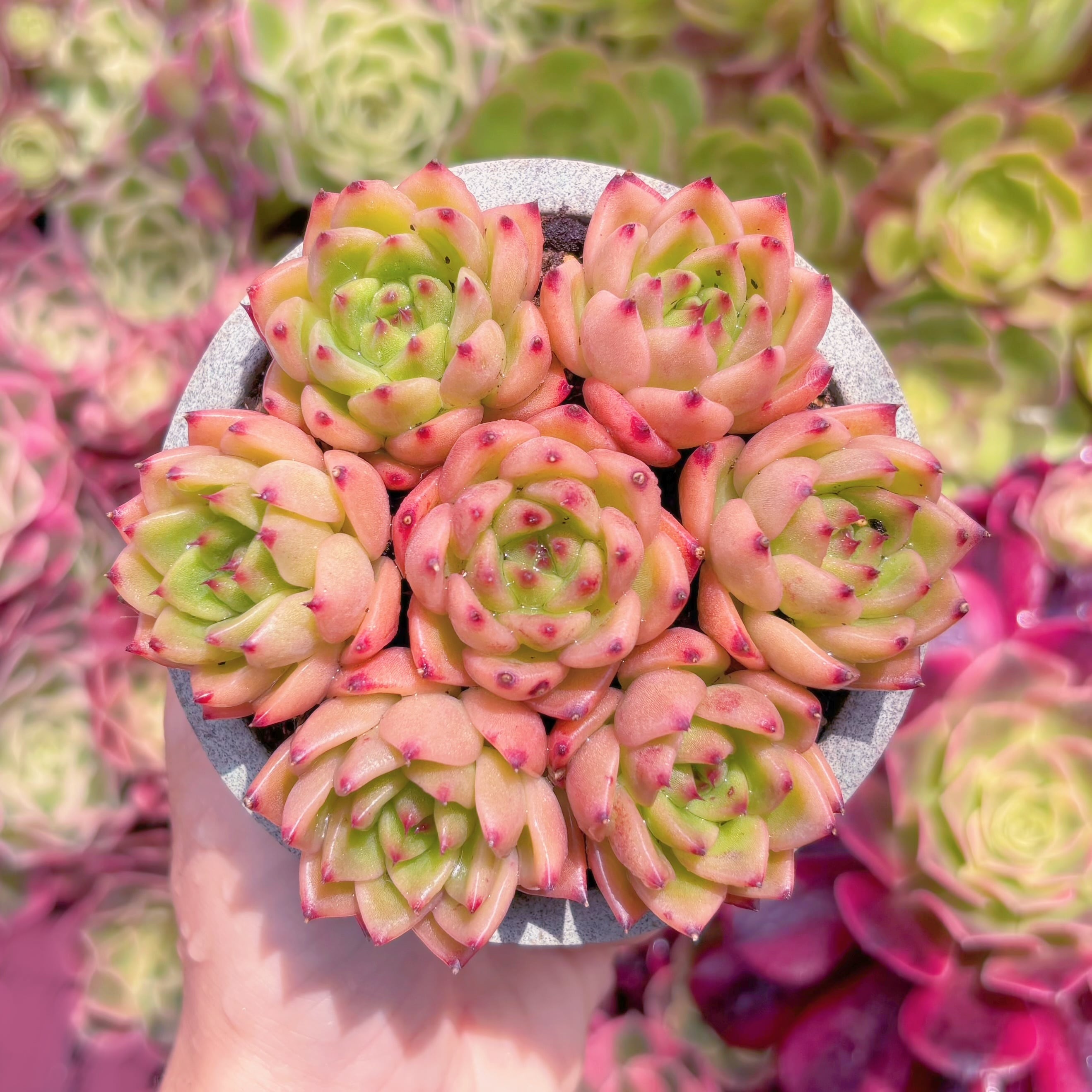 多肉植物　チャールストン(7苗)　新入荷　るる農園