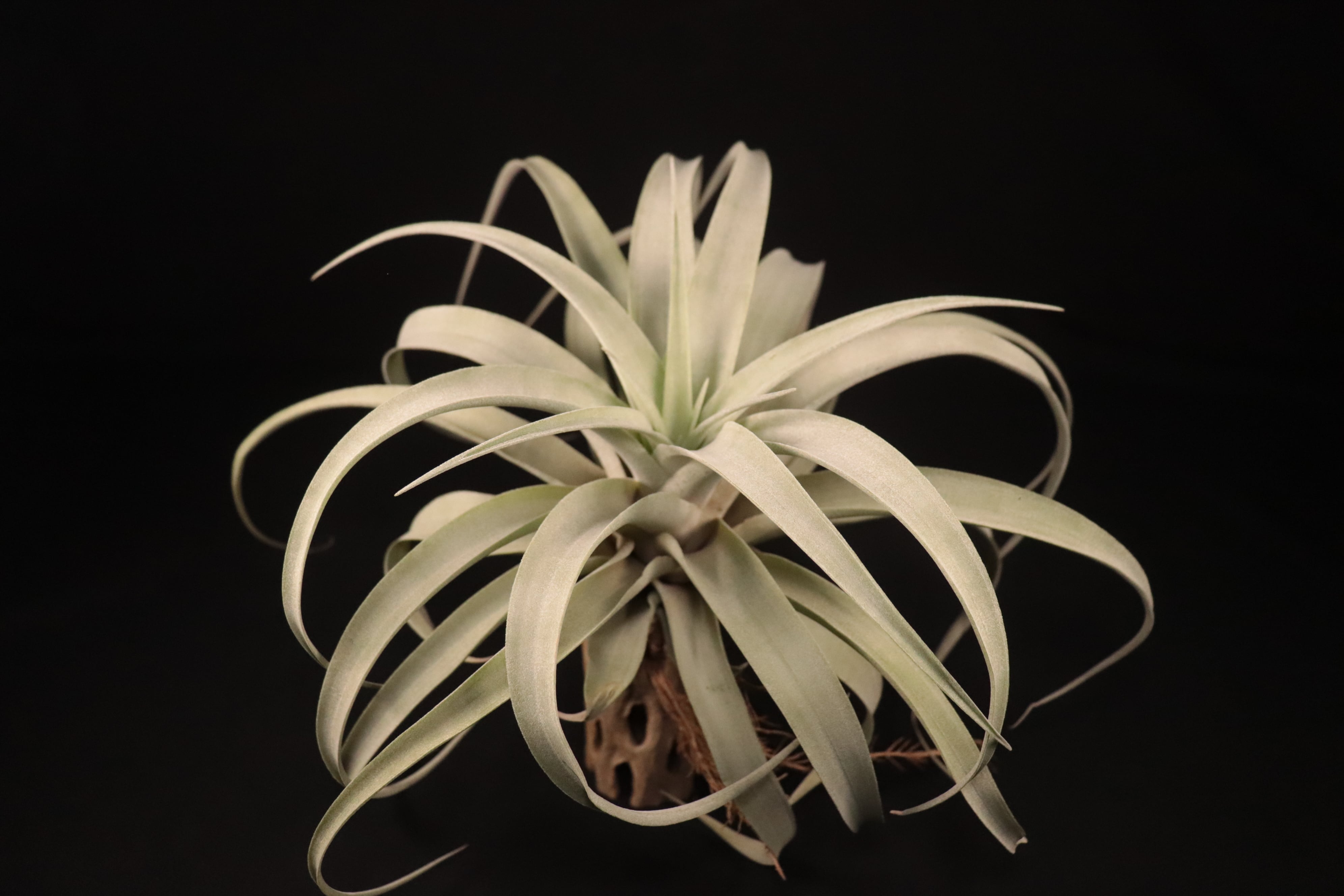 T. reichenbachii White Flower T'S株 T. reichenbachii White Flower T'S株 - メルカリ