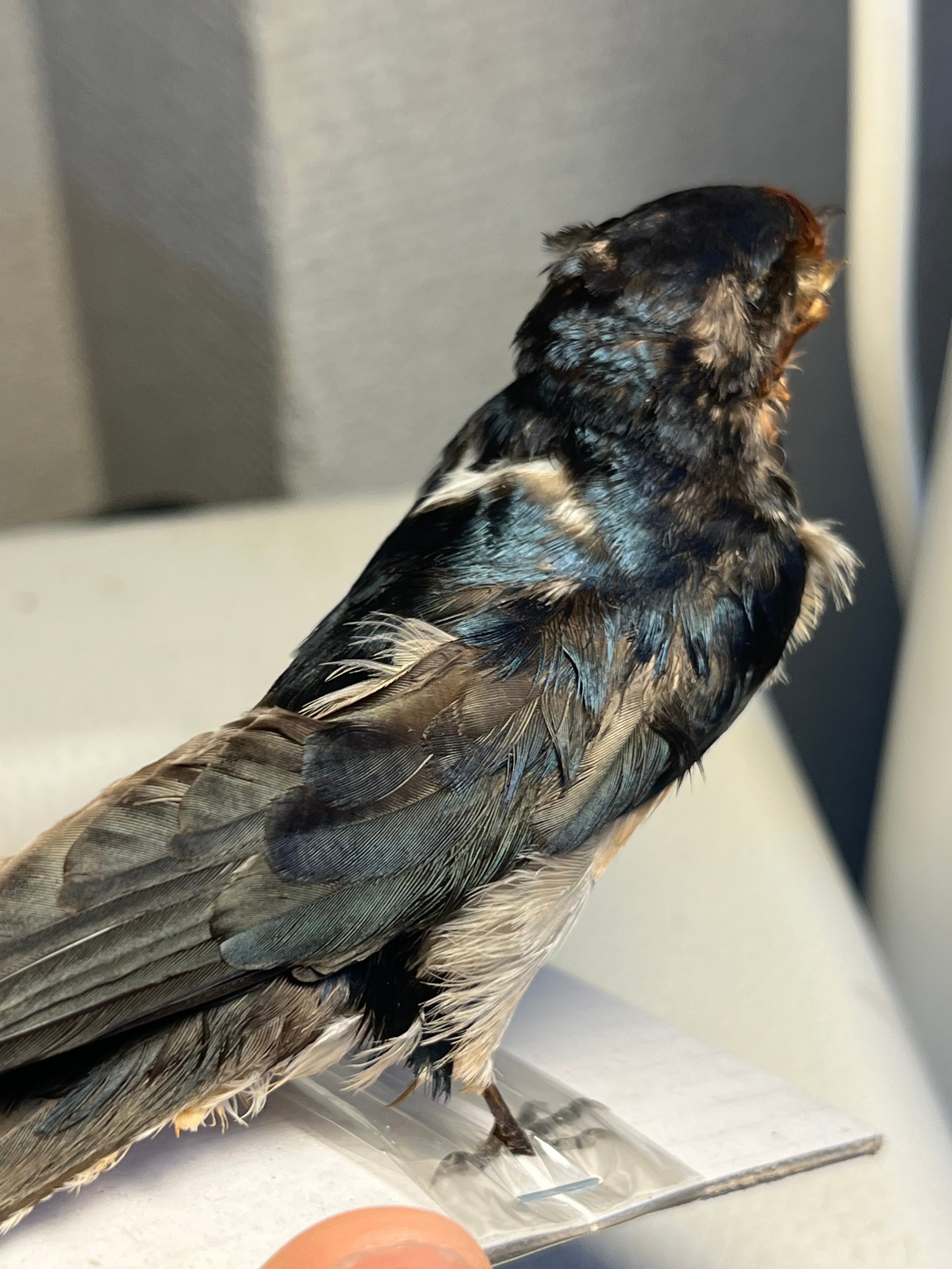 鳥剥製】ツバメ 標本 置物 インテリア スズメ 木彫り バードカービング