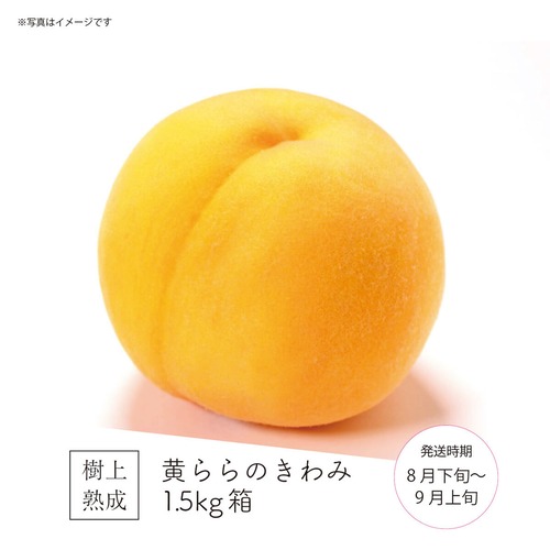 黄ららのきわみ 1.5kg箱（5～6玉）