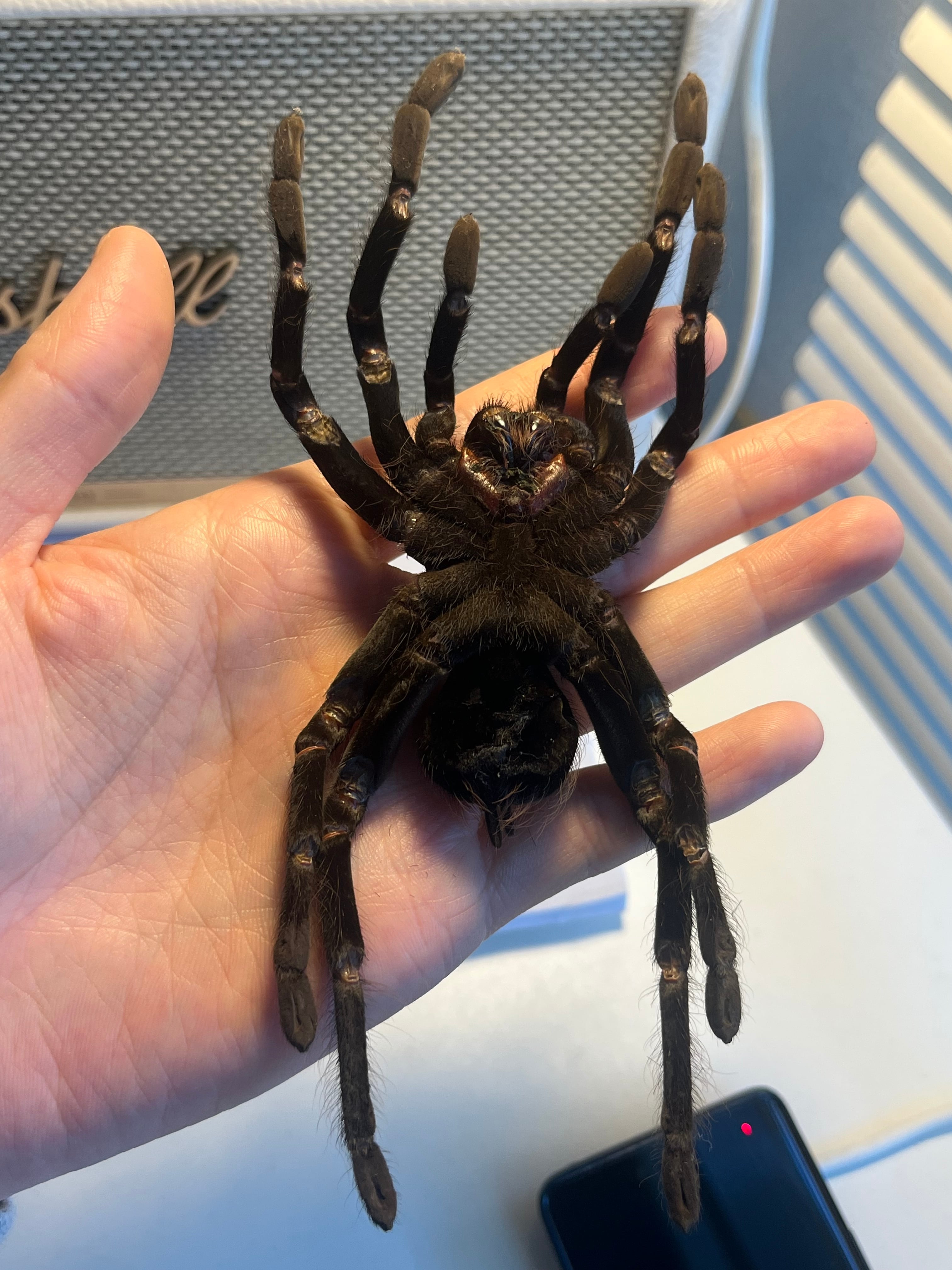 【特大標本】ボリビアンスティーリーブルータランチュラ LS18cm程ムカデ 特大標本】ボリビアンスティーリーブルータランチュラ LS17cm程ムカデ