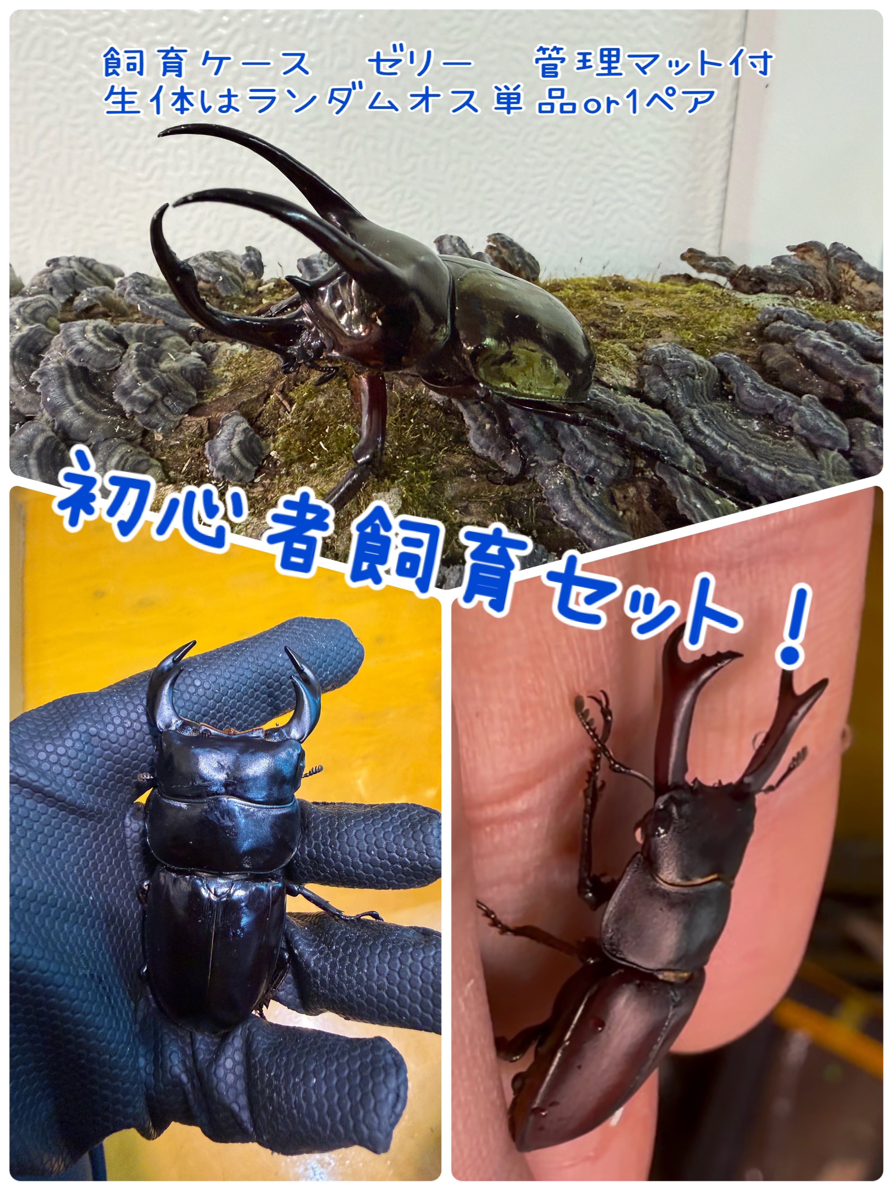 WF4】アンタエウスオオクワガタ ロヒット産 3齢幼虫ペア | もりくわ