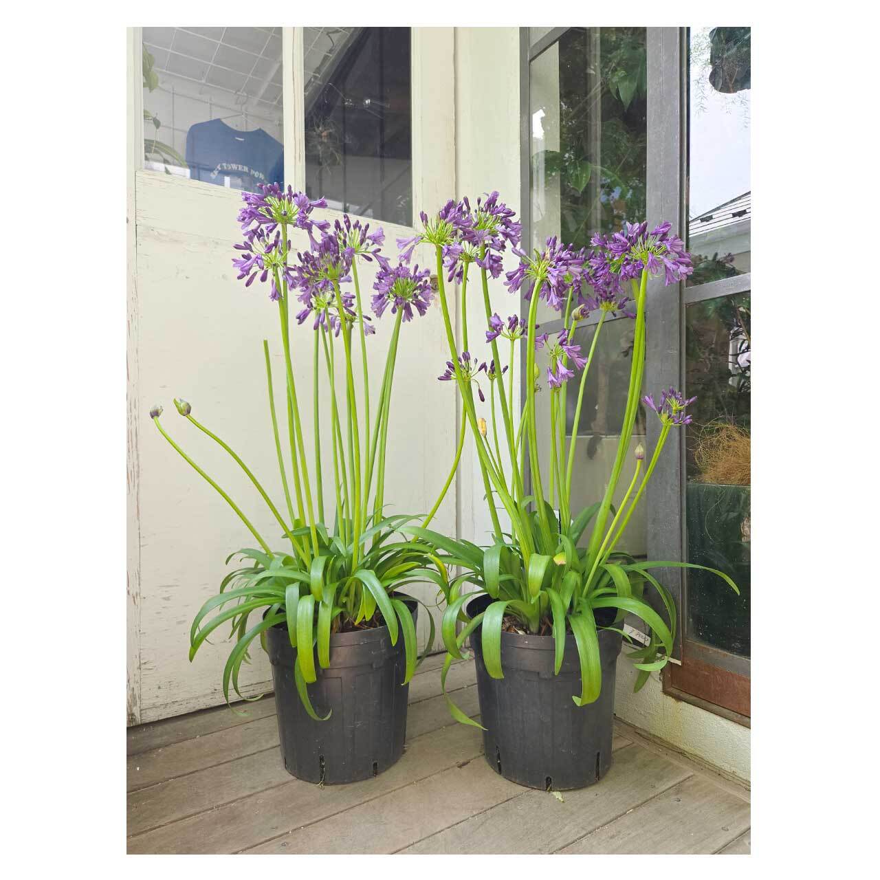 Agapanthus 'Poppin' Purple' | Seeding