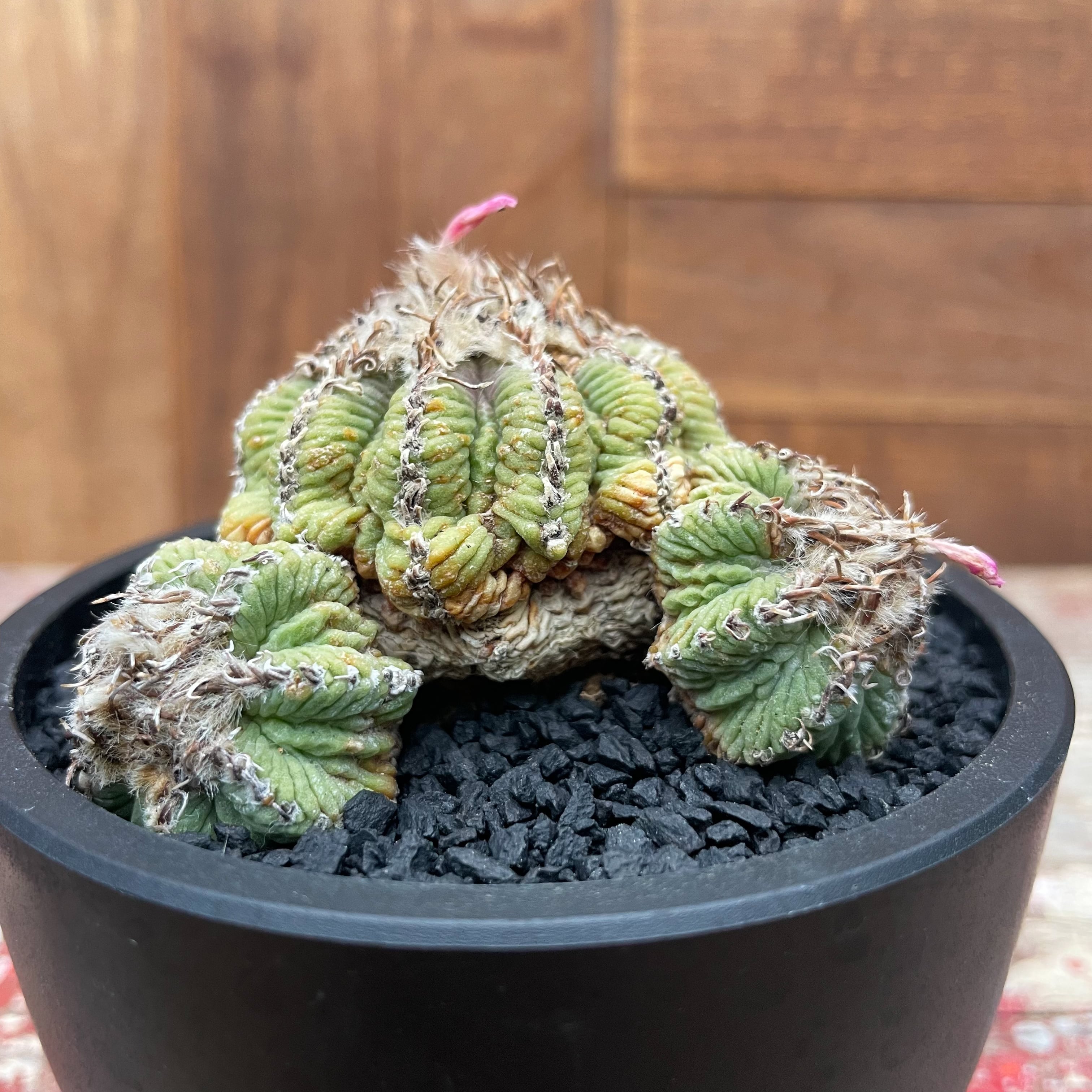 サボテン アズテキウム 花籠 希少種 抜き苗 産地株 リッテリ（Aztekium 