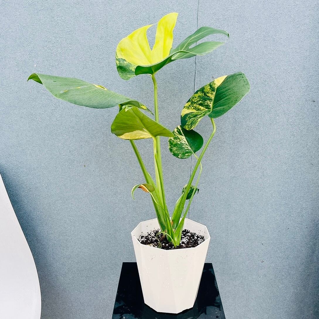 現品］80番 フィカス ウンベラータ 8号 観葉植物 室内 大型 ゴムの木