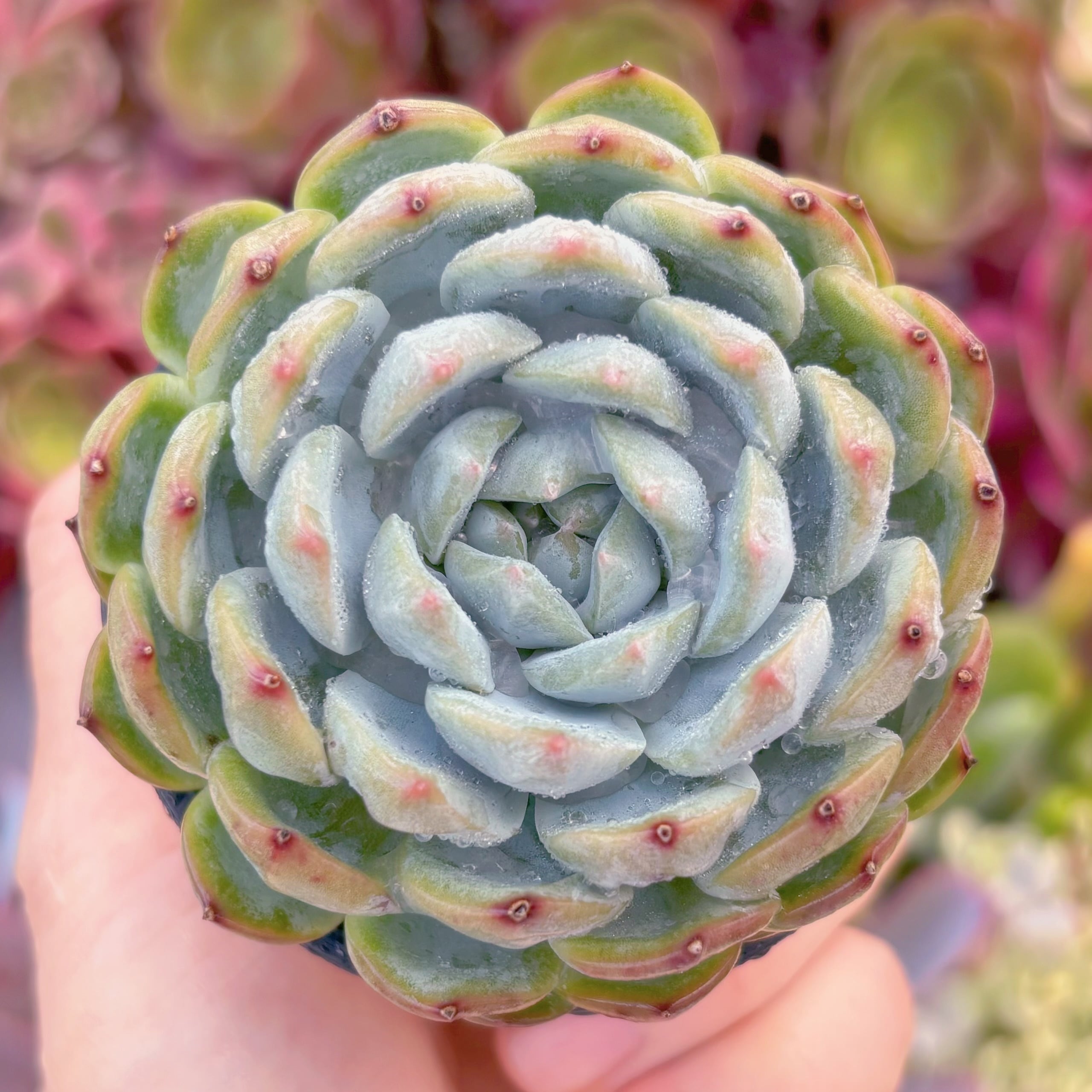 現品　ニューボア#772　るる農園