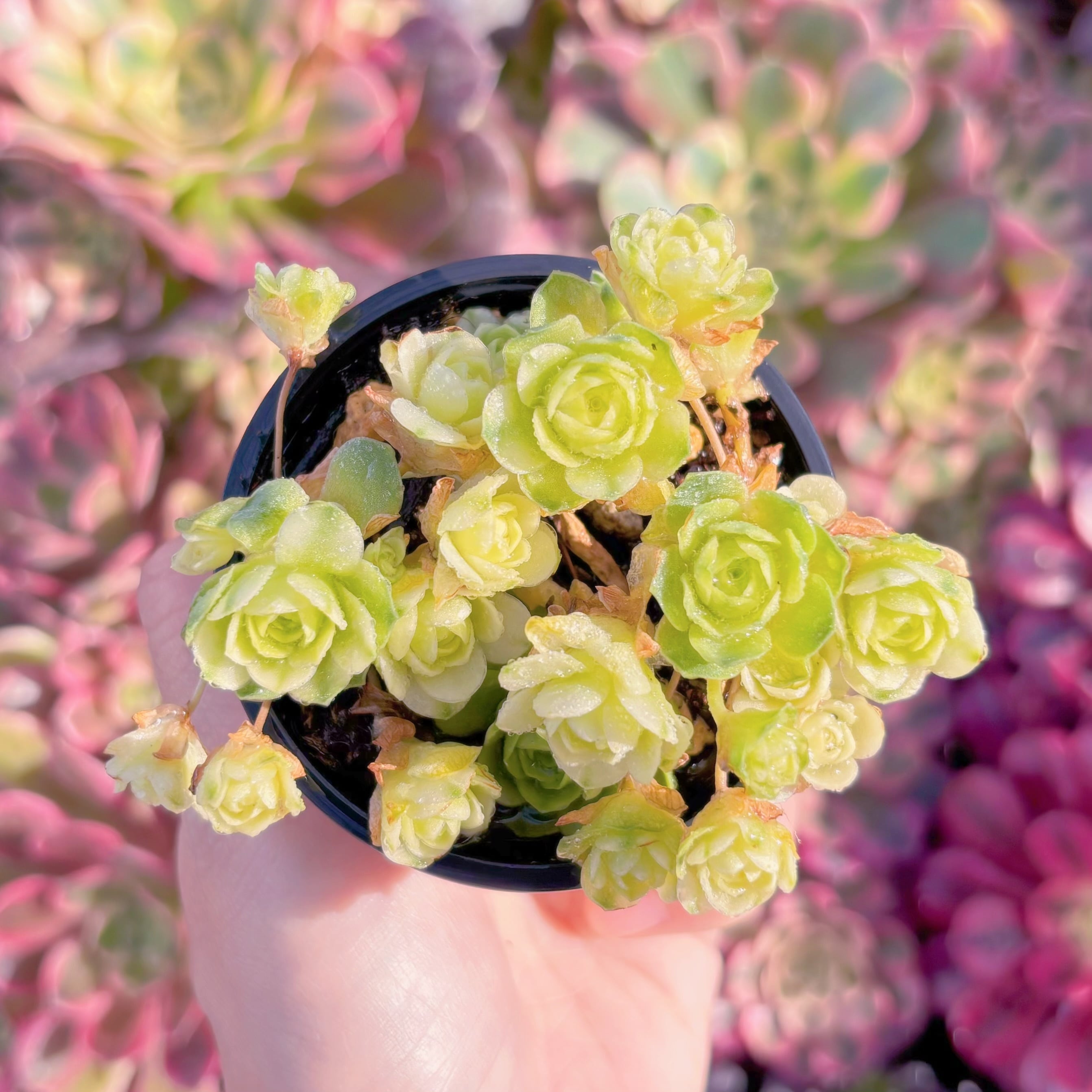 現品　キャッツアイ錦#K232　群生　新入荷　るる農園