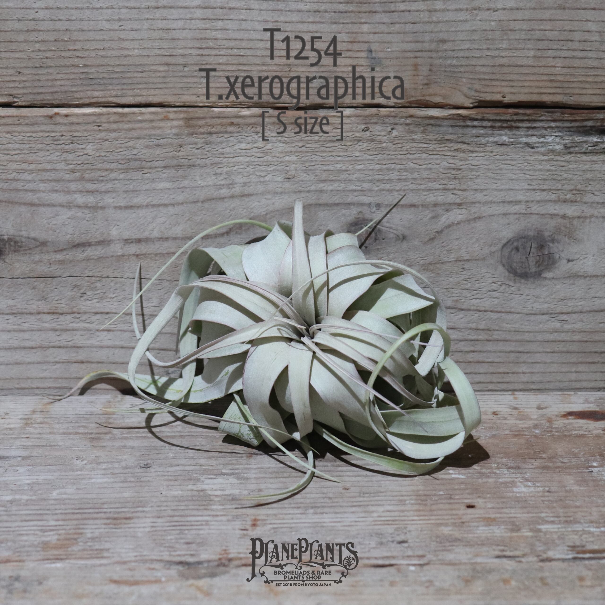 【送料無料】キセログラフィカ S 〔エアプランツ〕現品発送T1254
