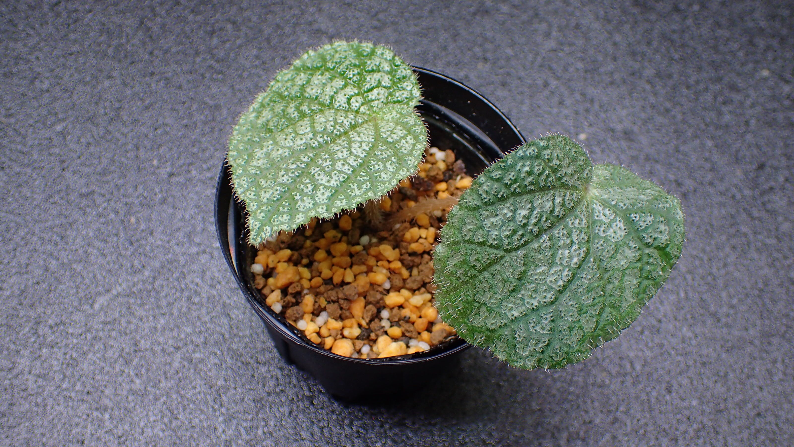 Begonia sp North Vietnam | 熱帯植物 水草