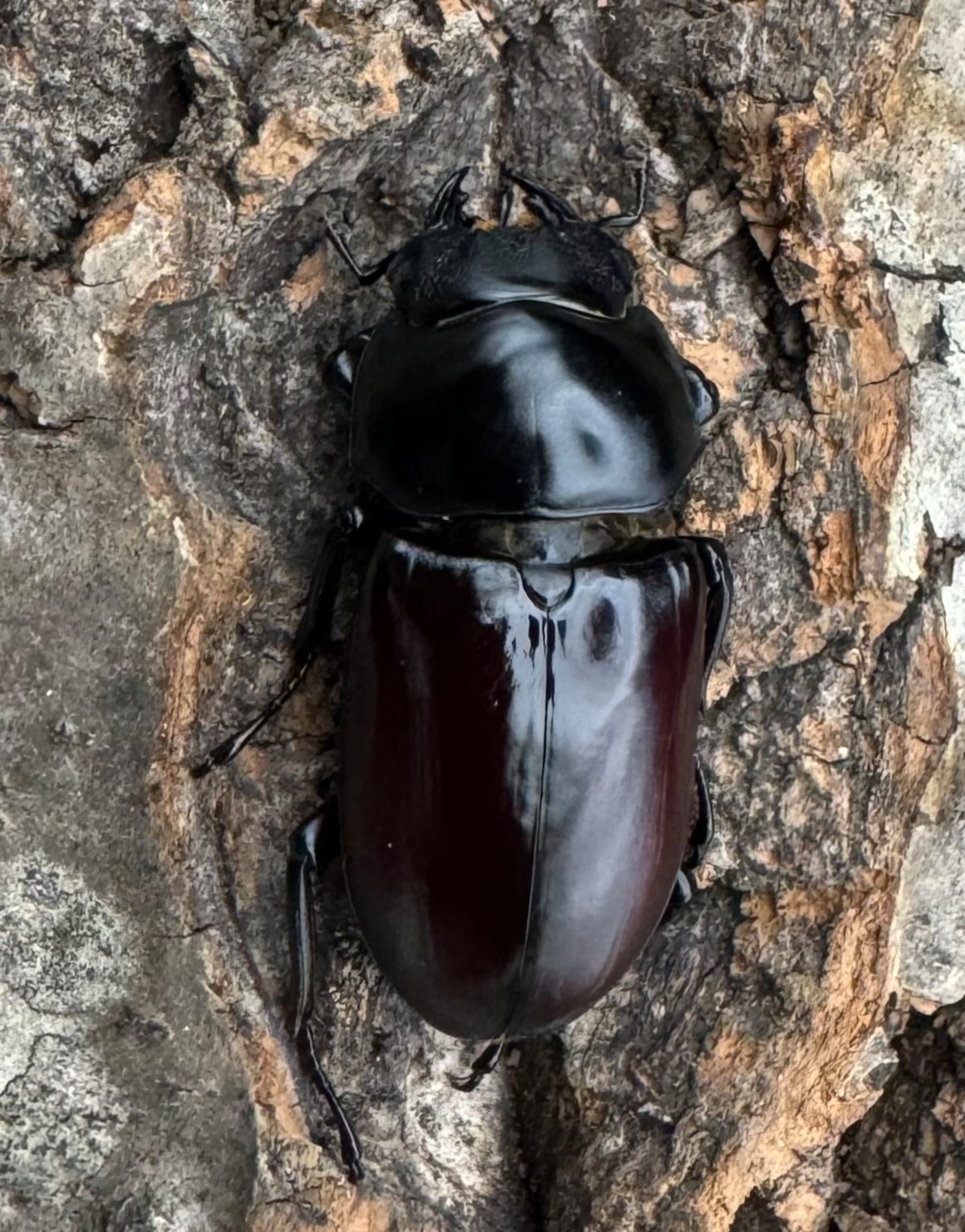 《アローコクワ亜種リエン 71mm ♂♀♀トリオ》